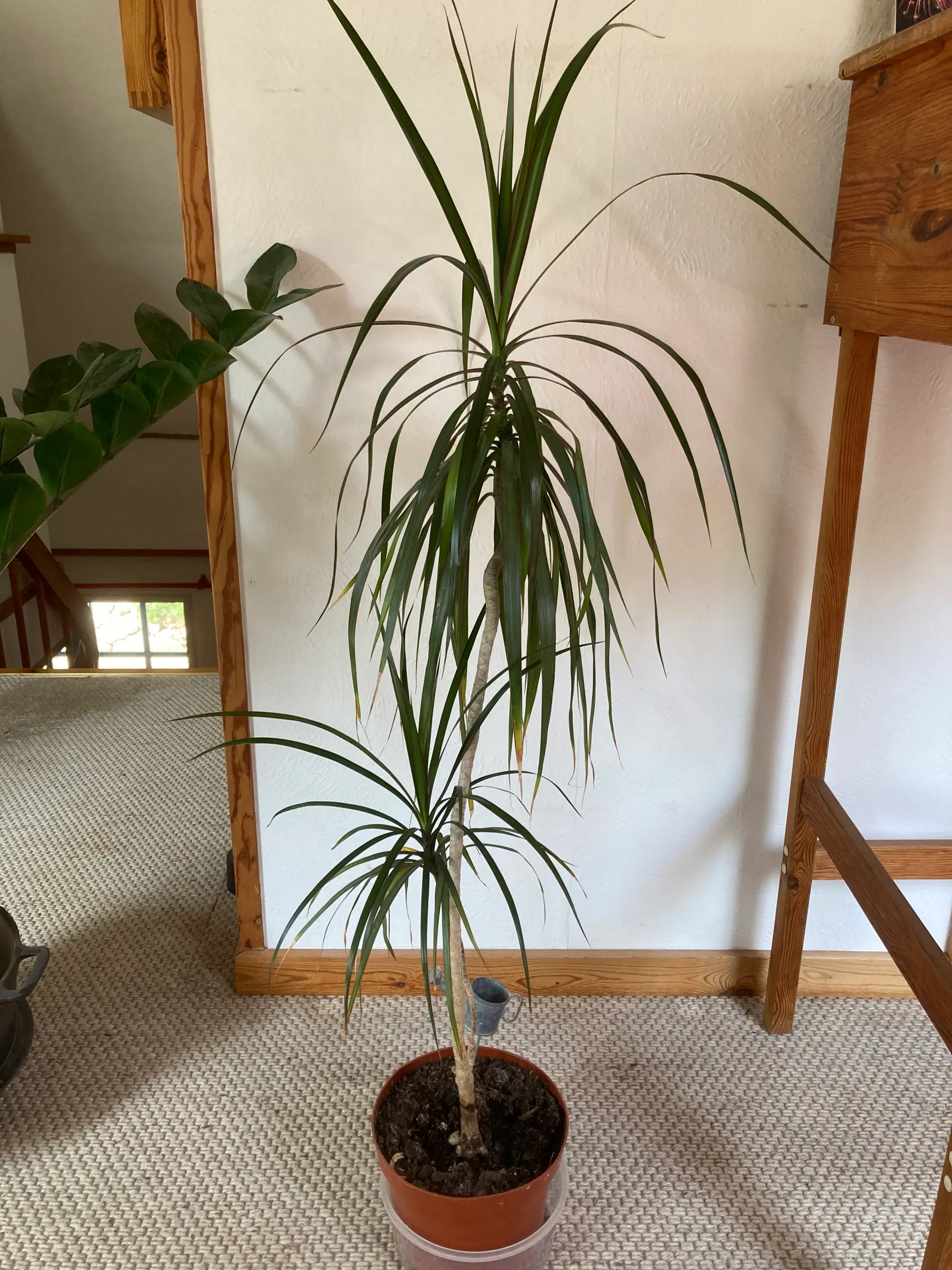 Dracaena