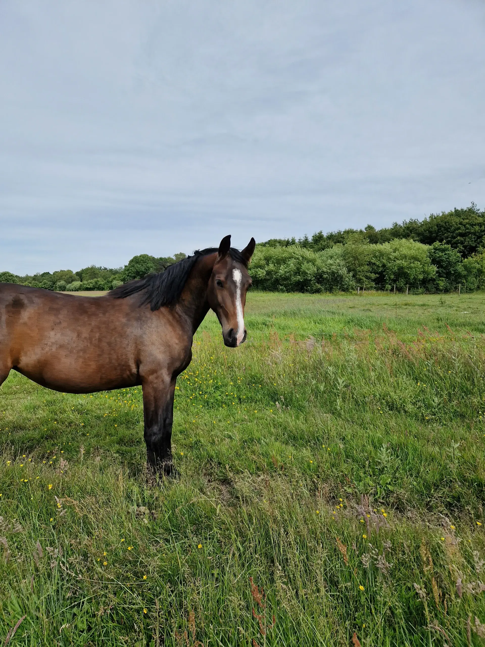 Oldenborg Hoppe efter Canton Anholm