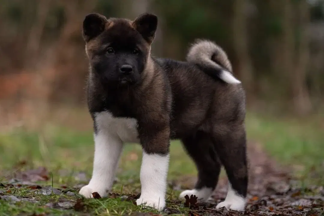 American Akita hvalpe med DKK stambog