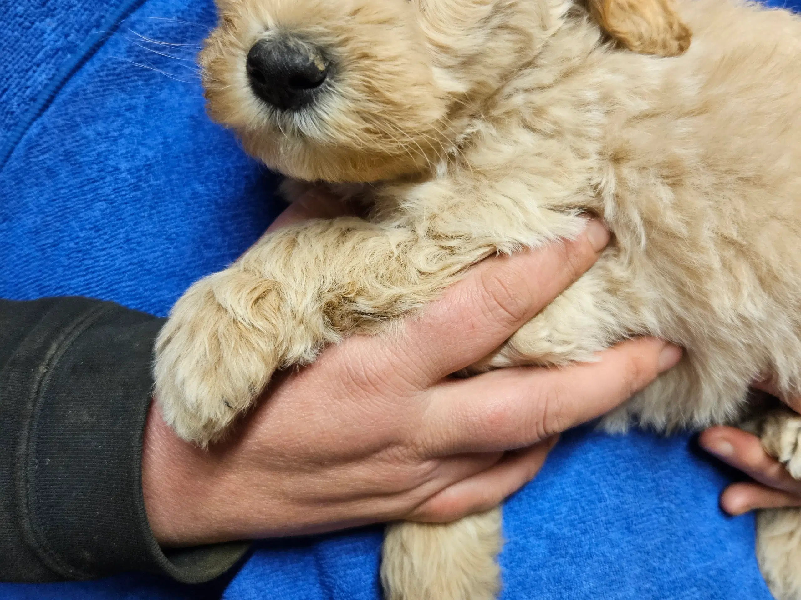 Labradoodle hvalpe