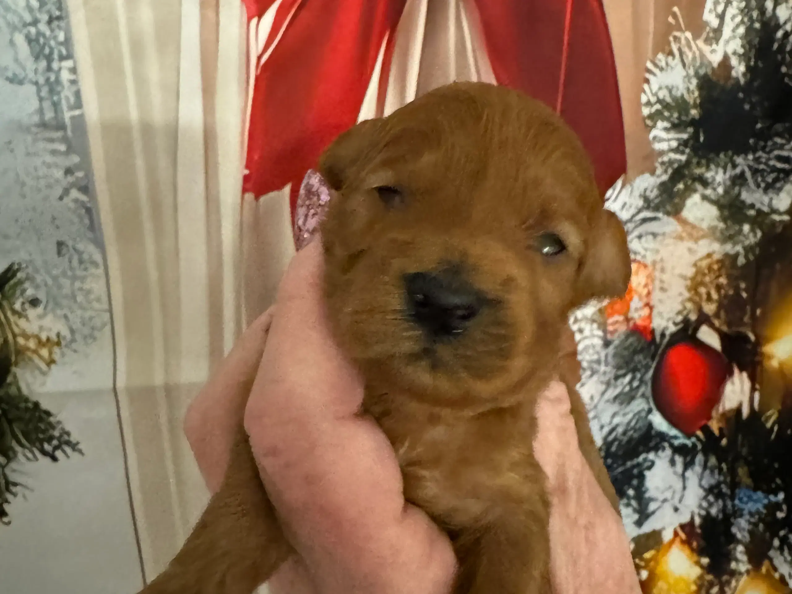 Maltipoo før jul ?