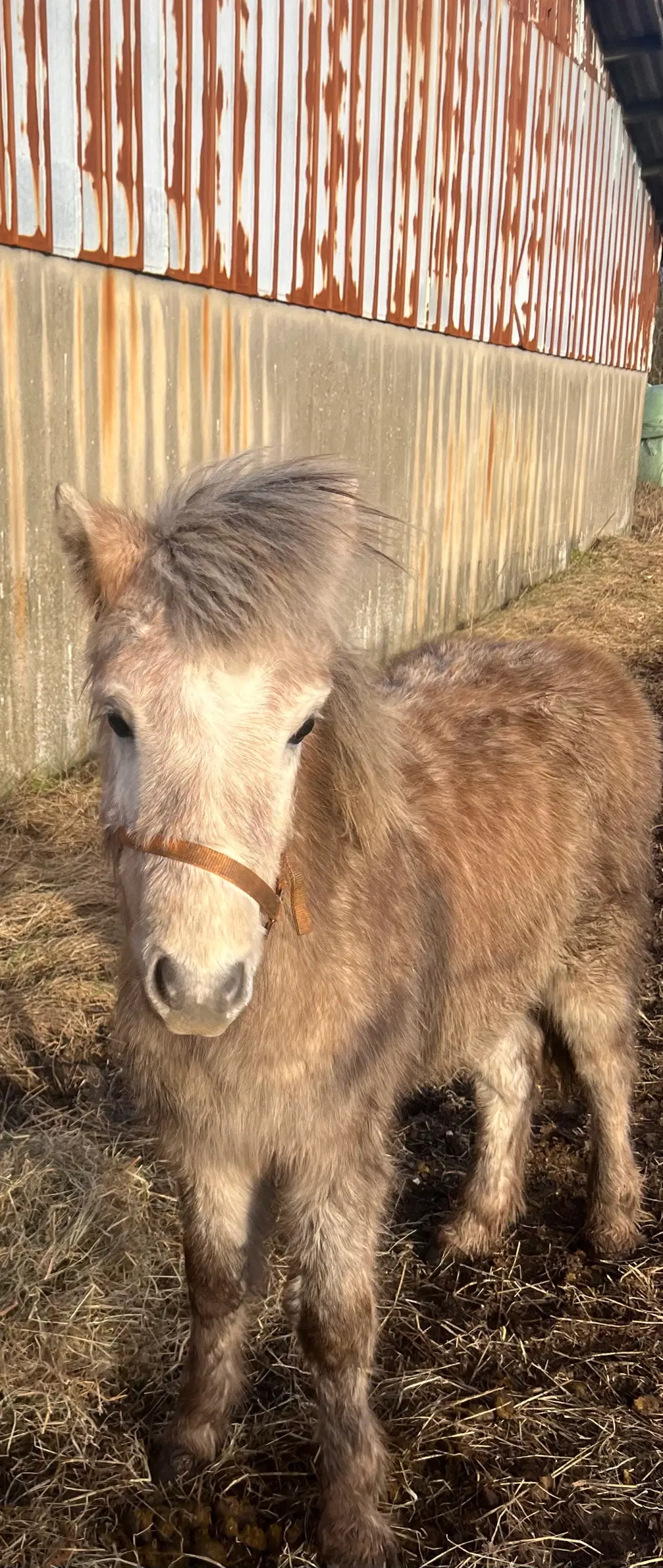 Lækker hingst føl