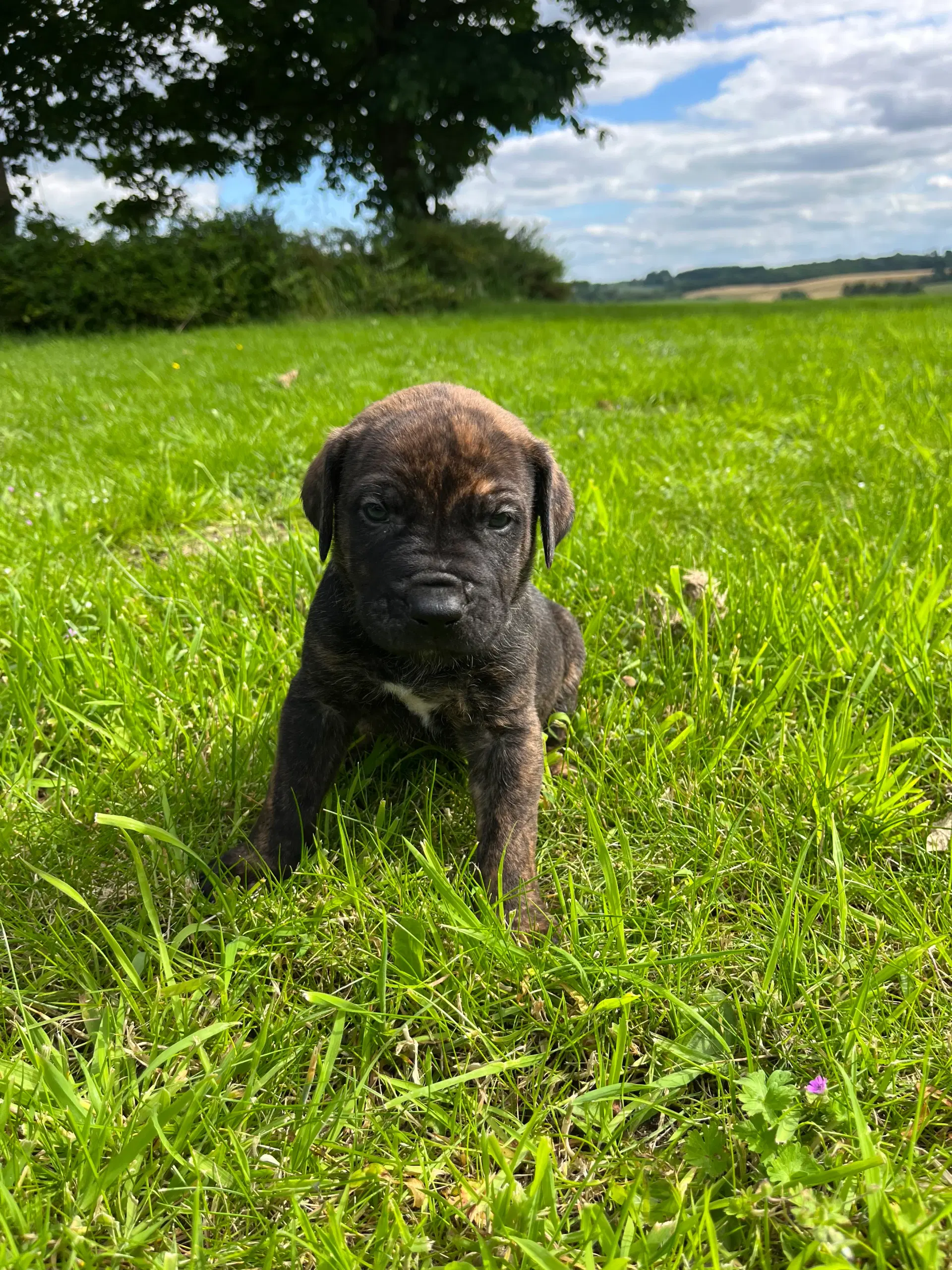 Dogo Canario hvalpe