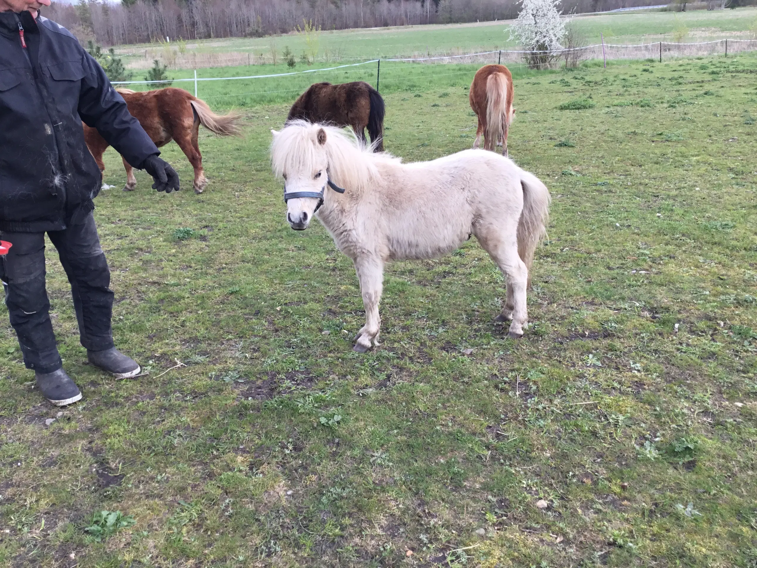 Amerikansk mini hingsteføl 1 år