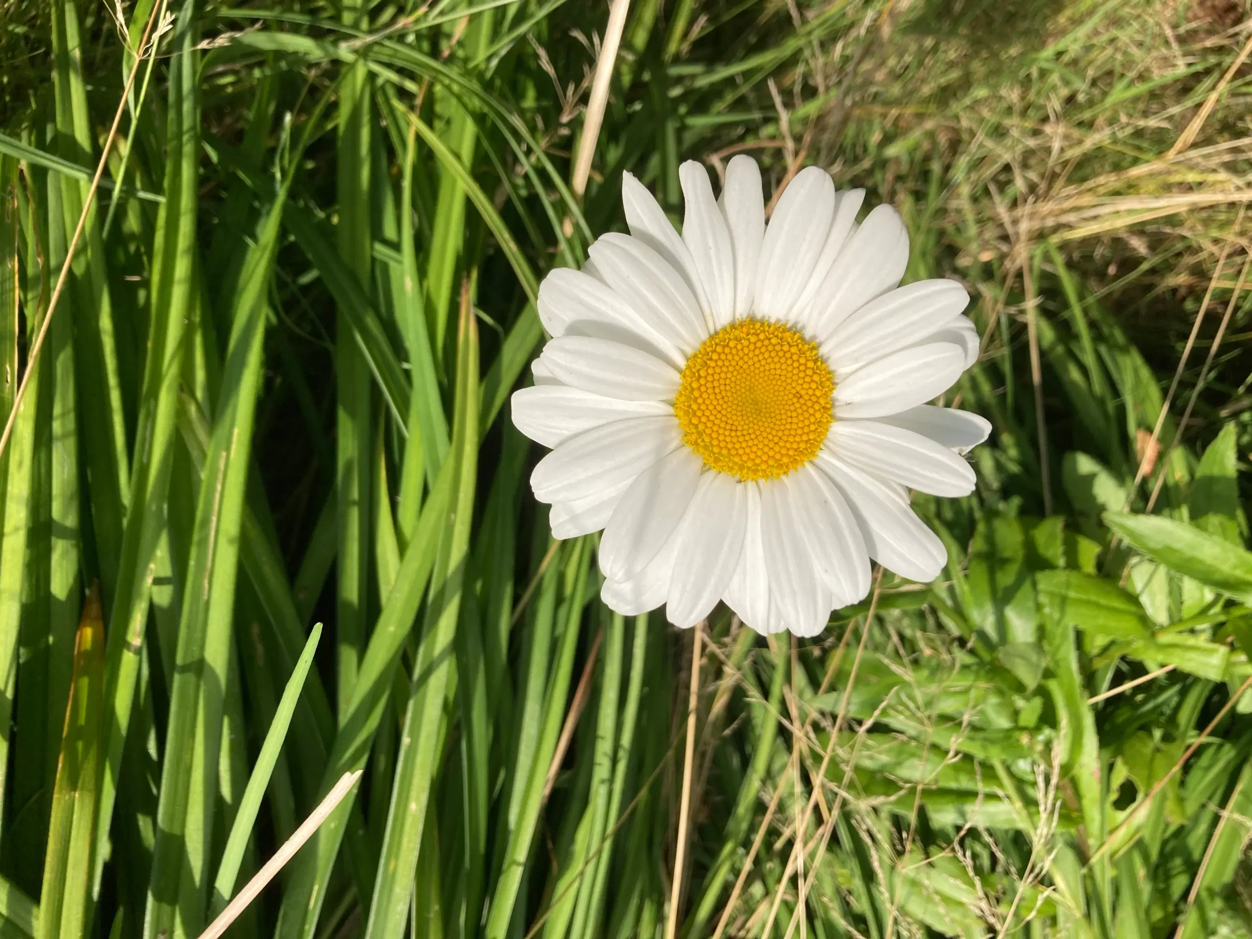 Marguerit staude