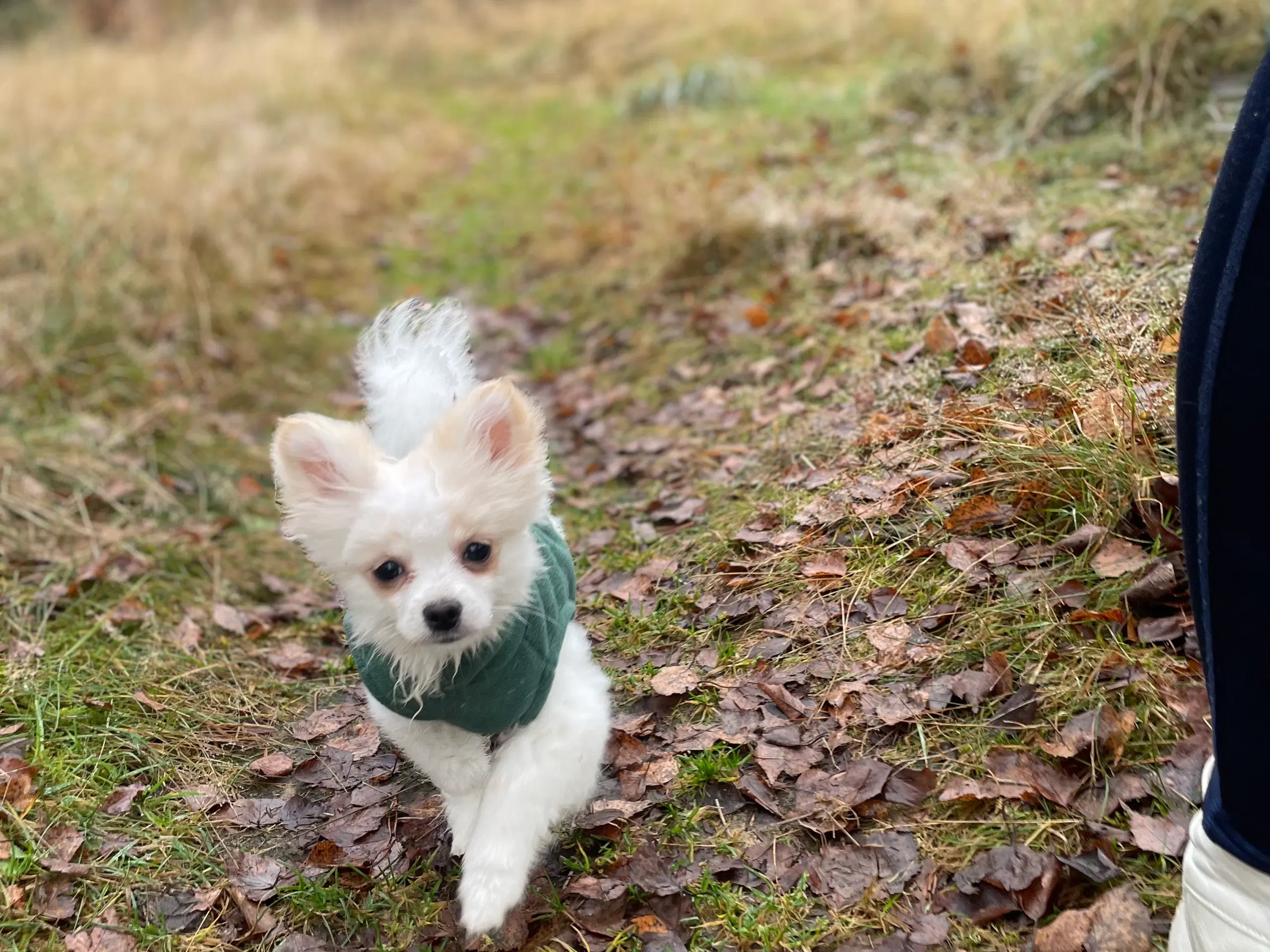 Pomeranian hanhund hvalp