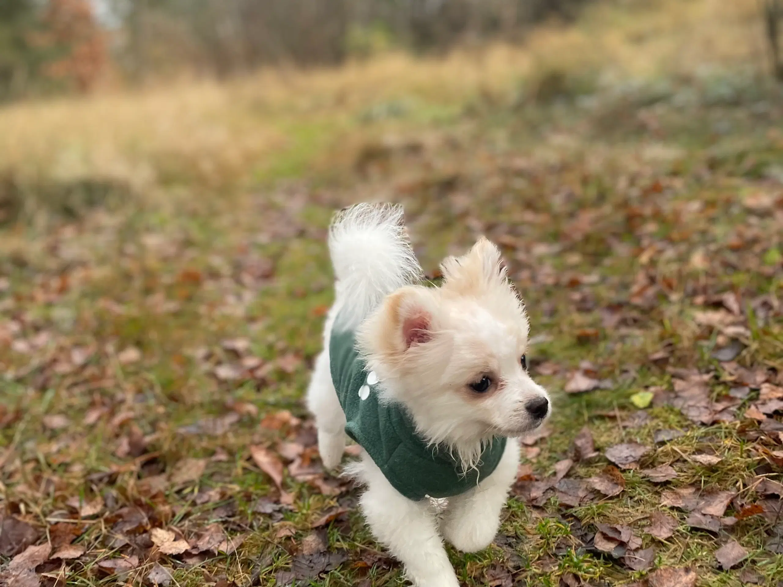 Pomeranian hanhund hvalp