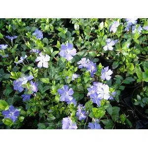 Bunddække Vinca Minor