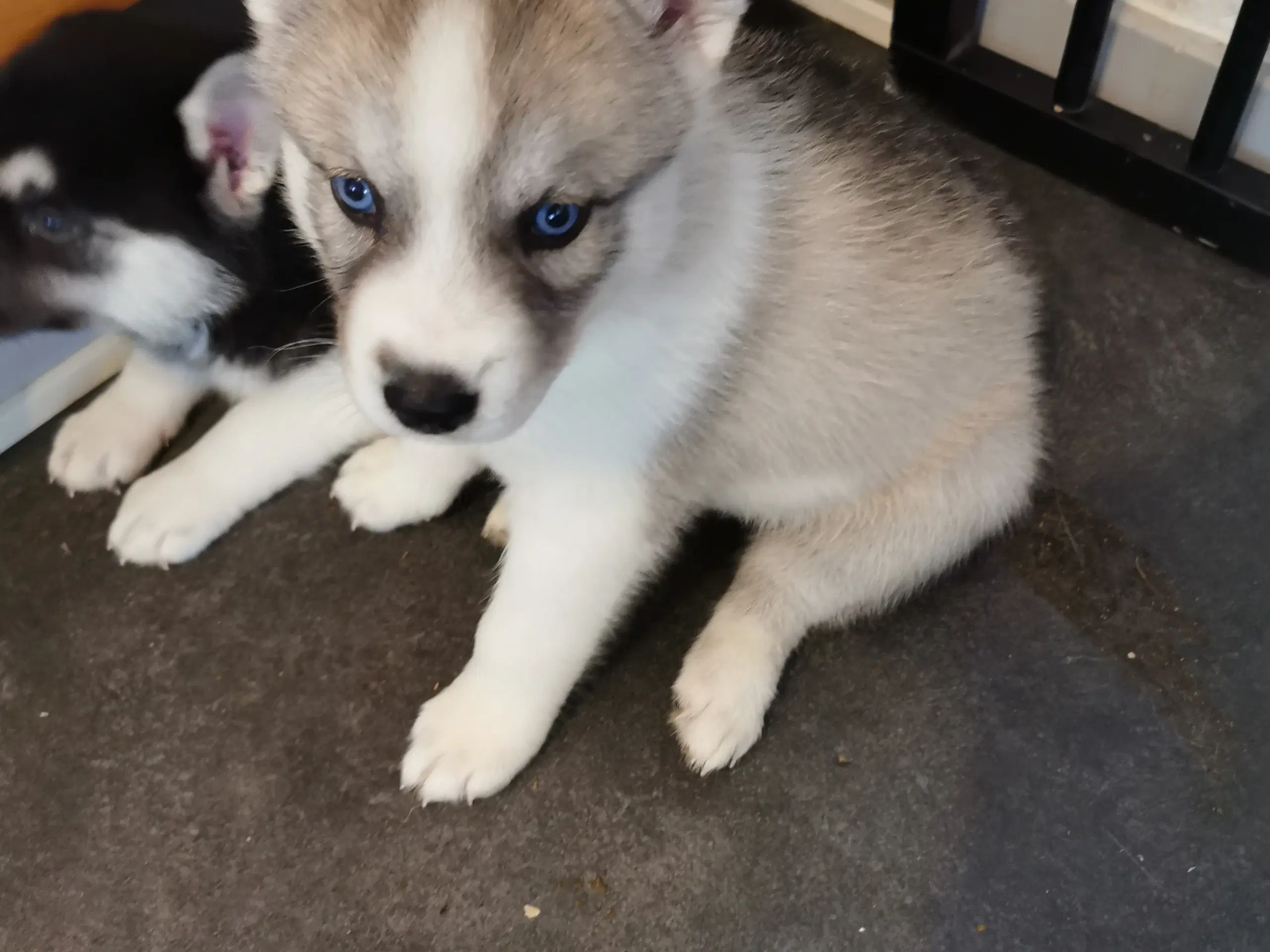 Husky hvalpe