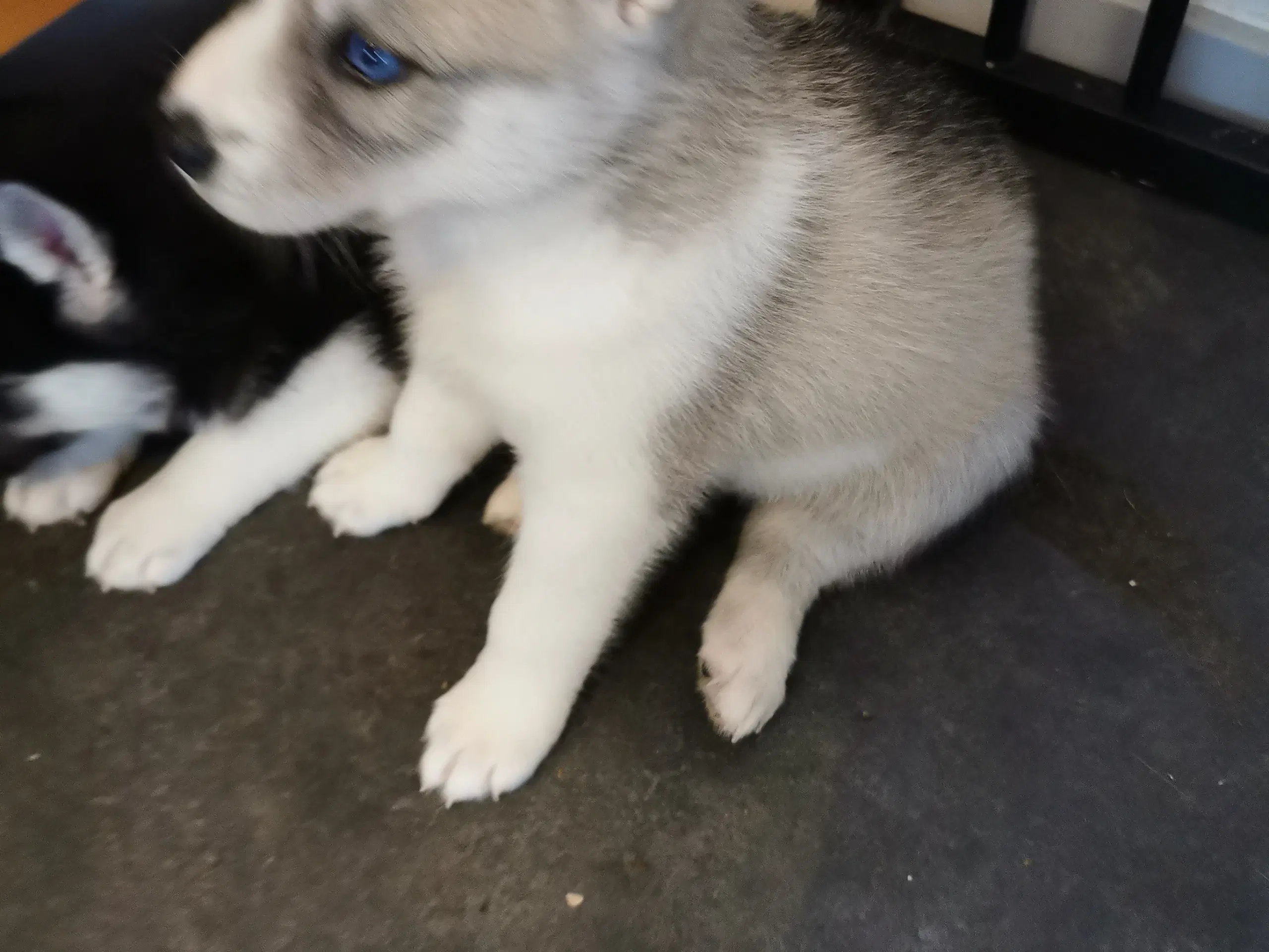 Husky hvalpe