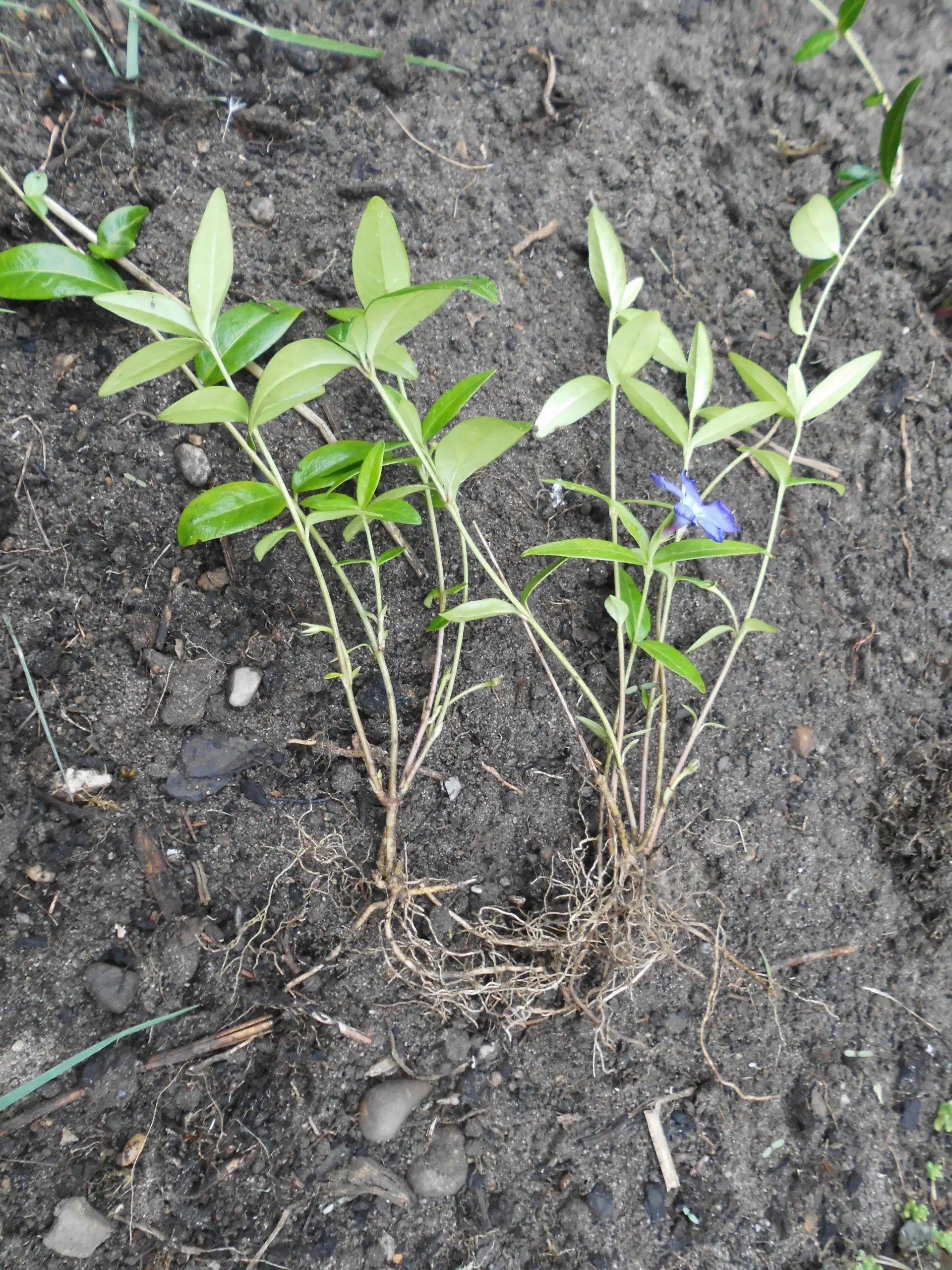 Bunddække Vinca