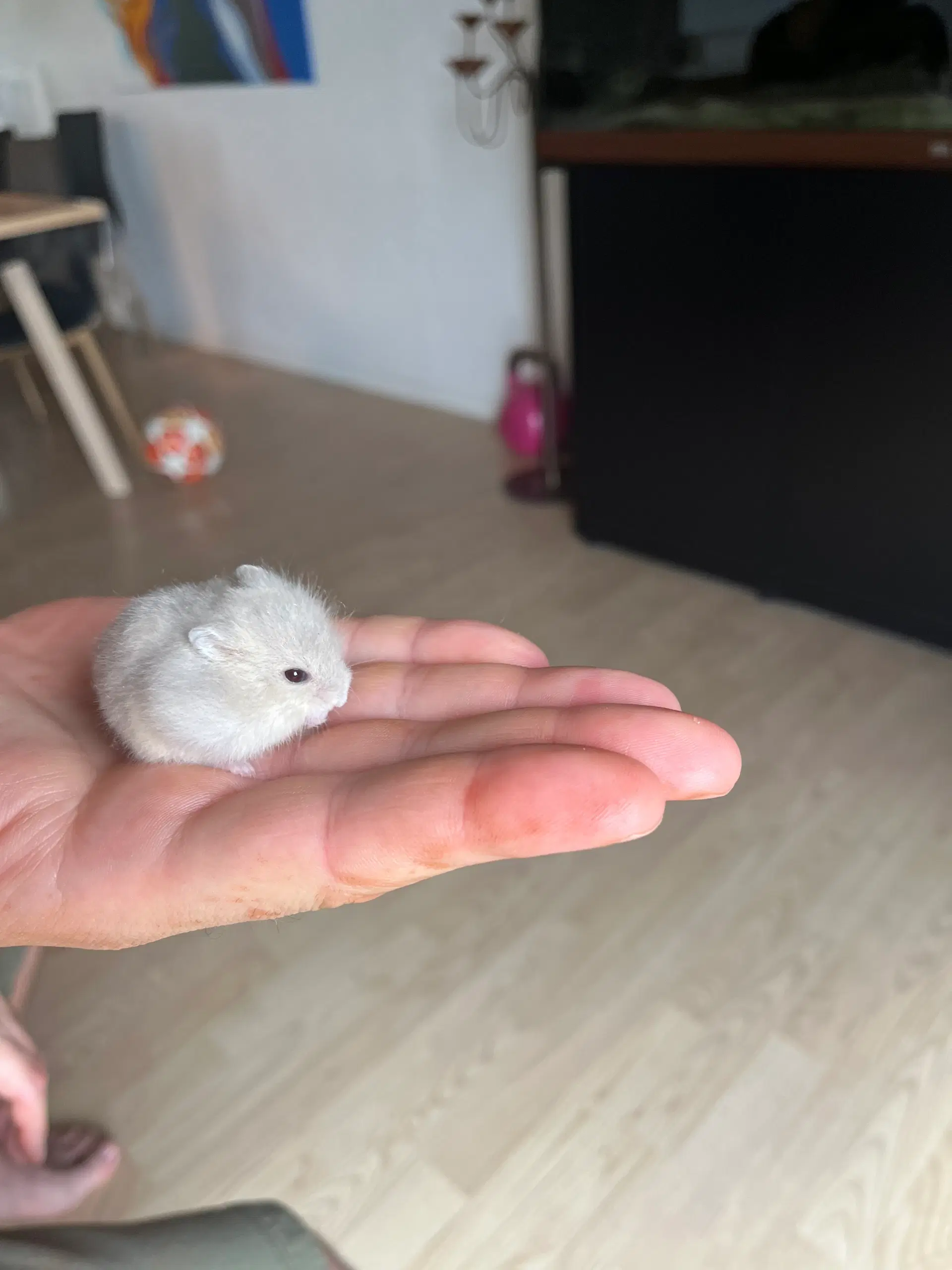 Dværg Hamster