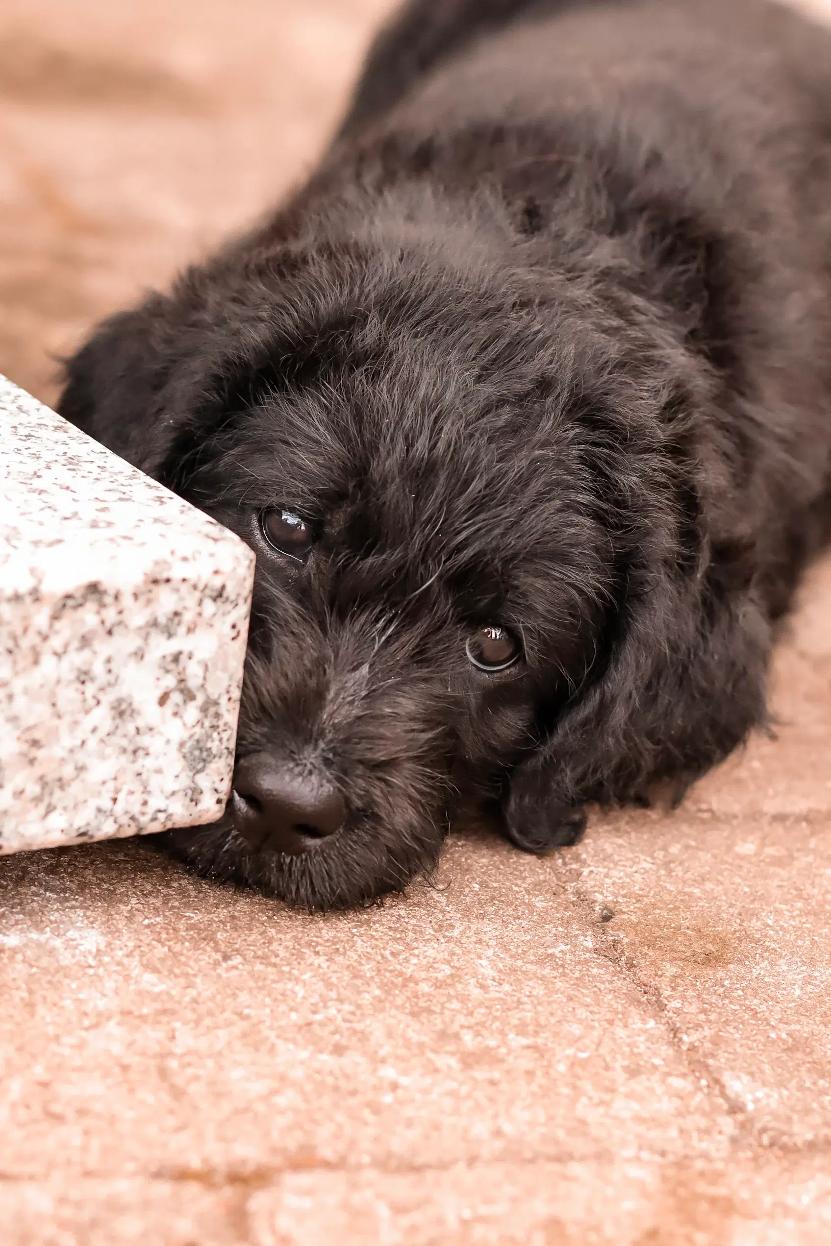 Labradoodle hvalpe sælges