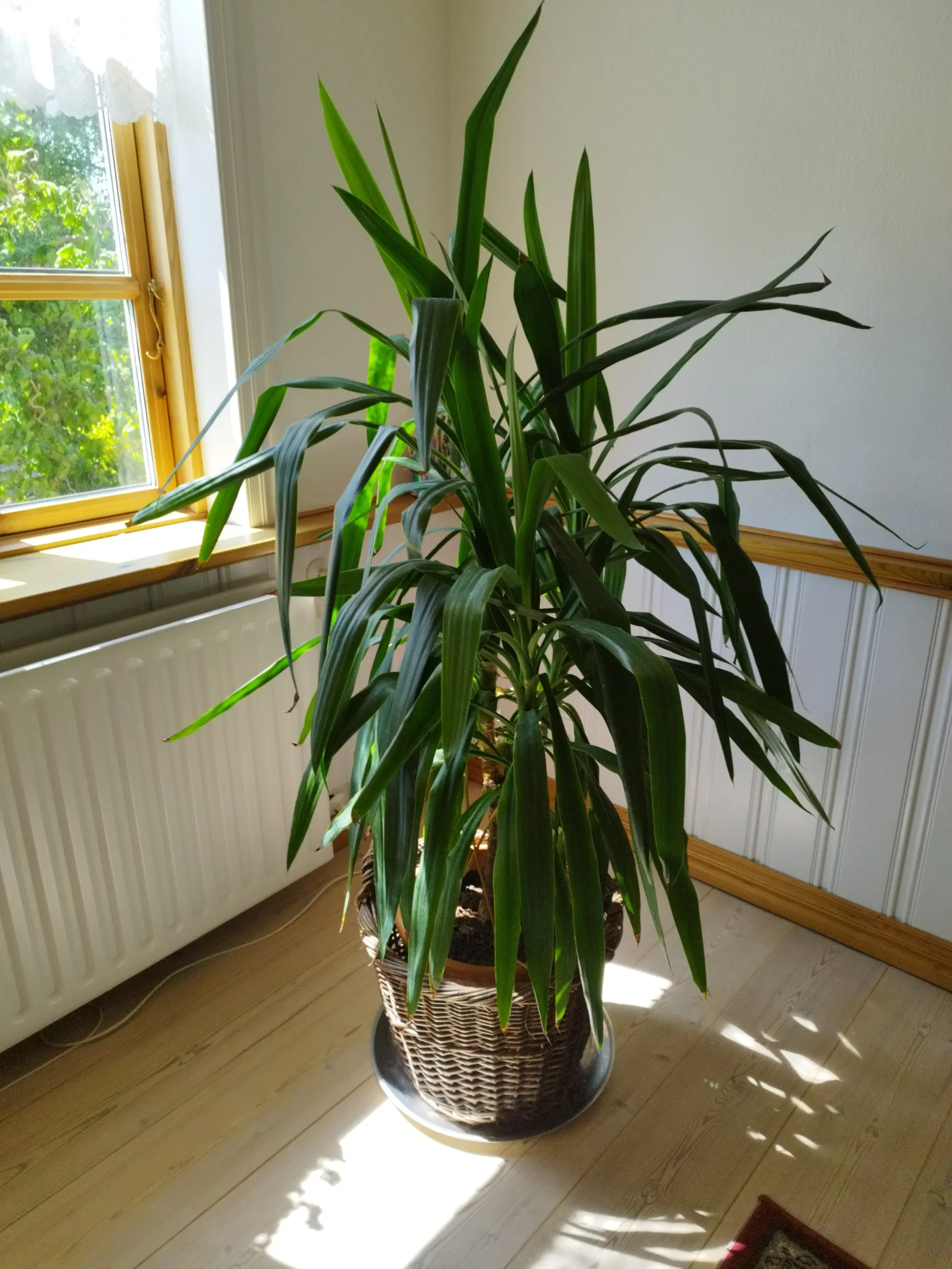 Grøn plante Elefantfod Yucca  160 cm