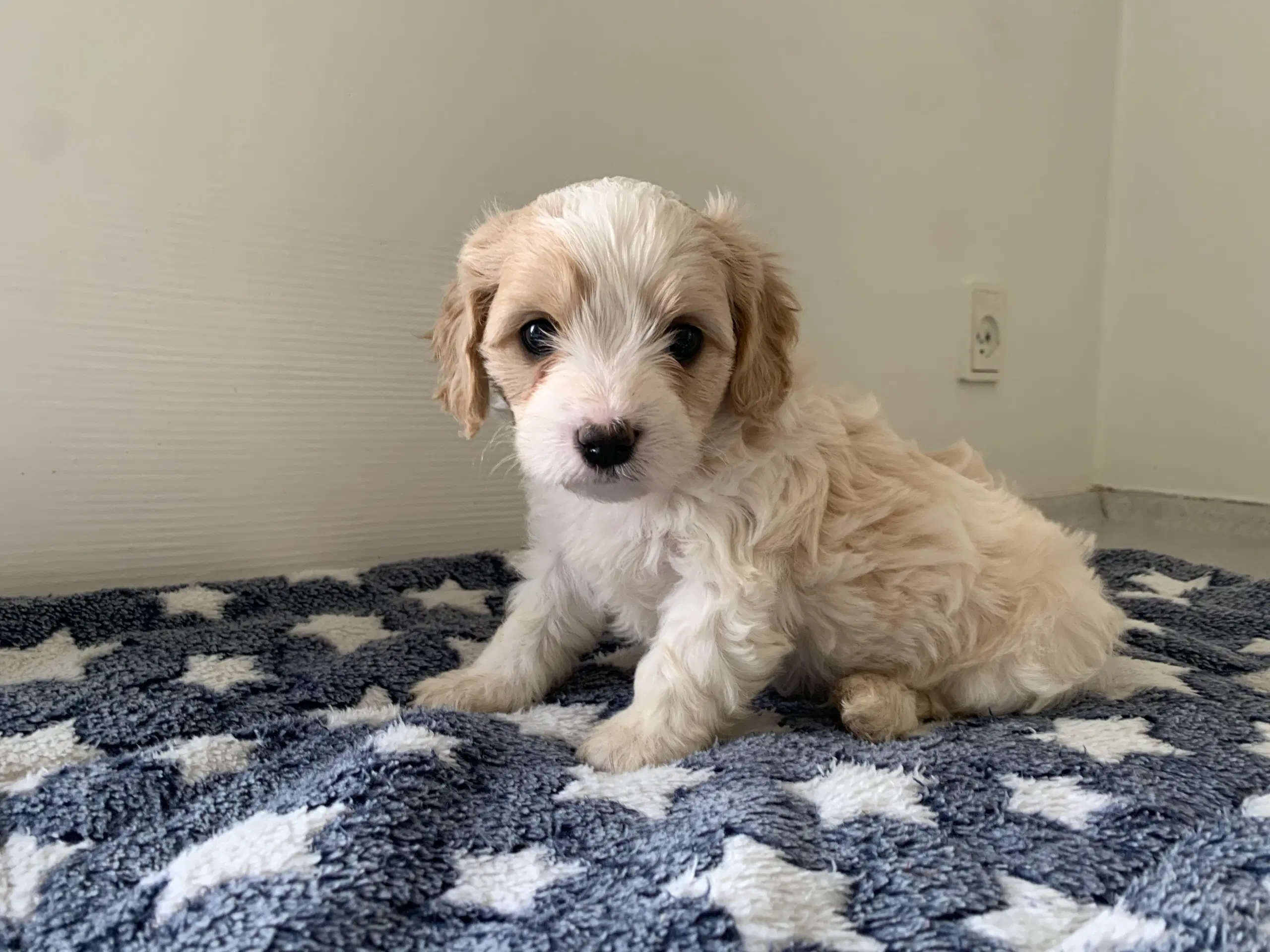 Cavachon hvalpe