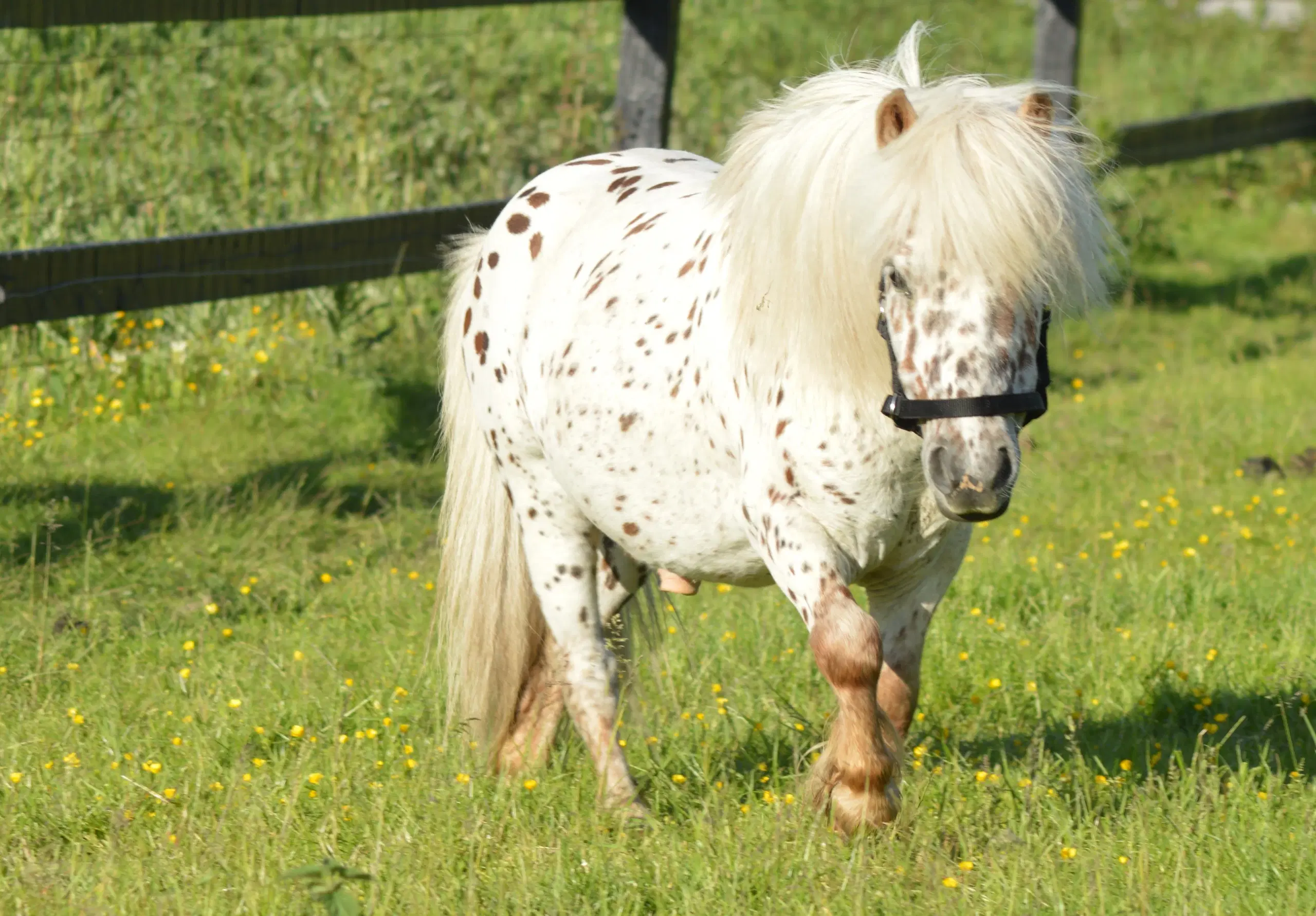 Mowgli -Mini Appaloosa