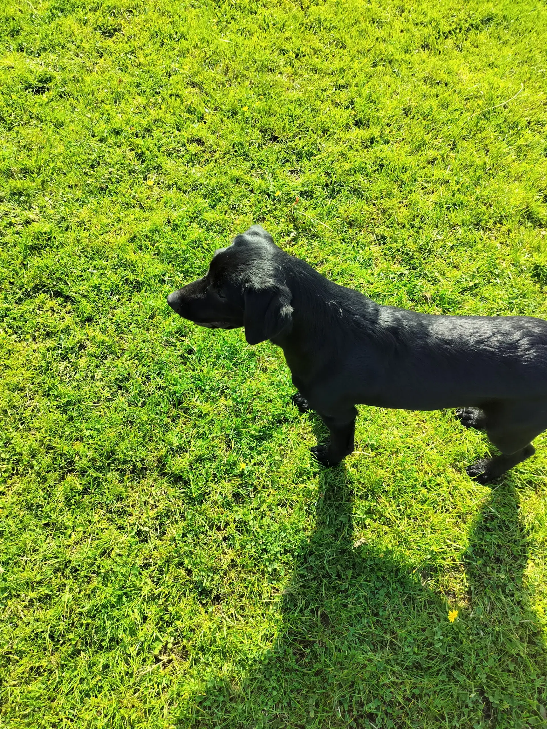 Labrador Retriever