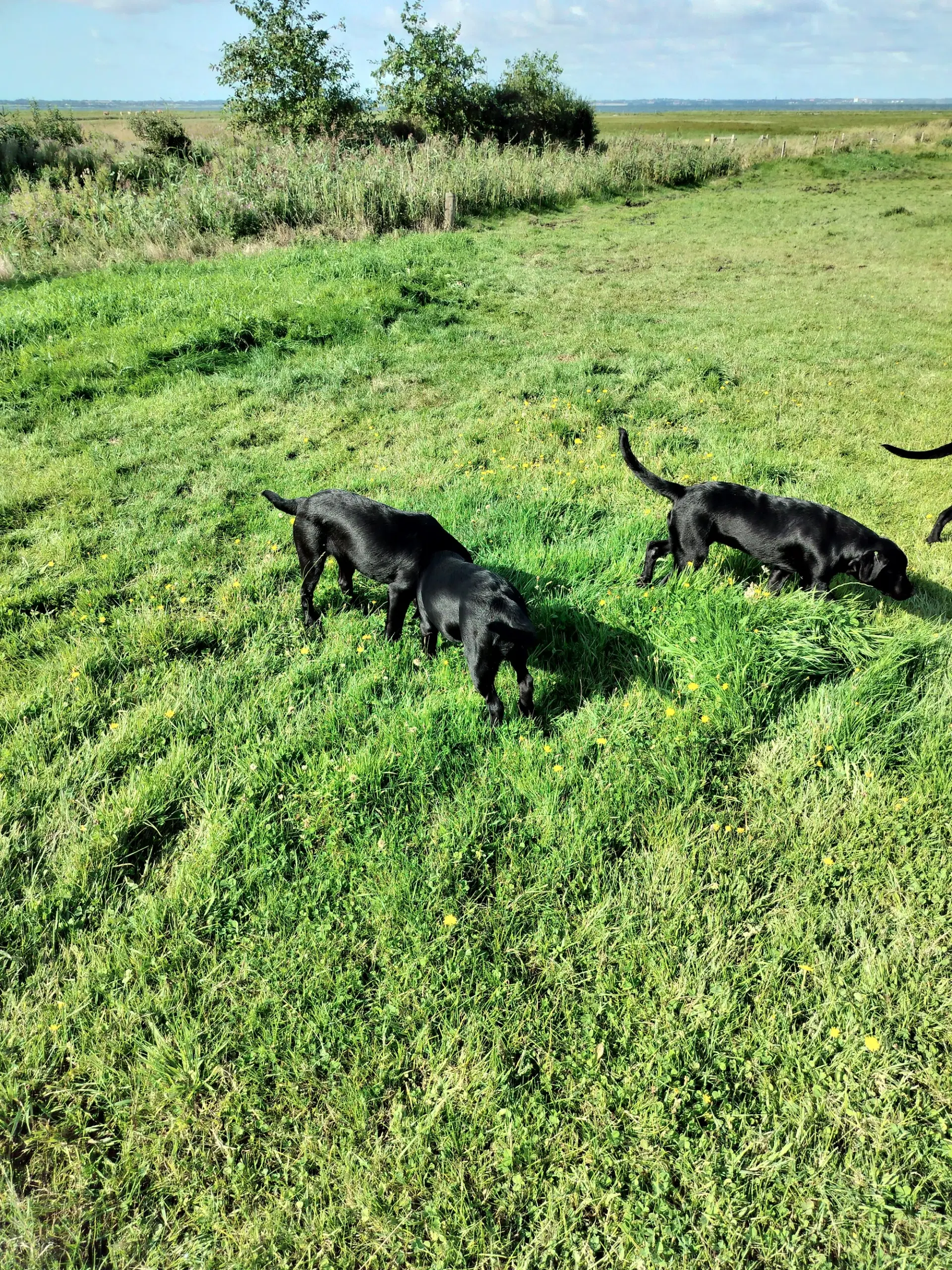 Labrador Retriever