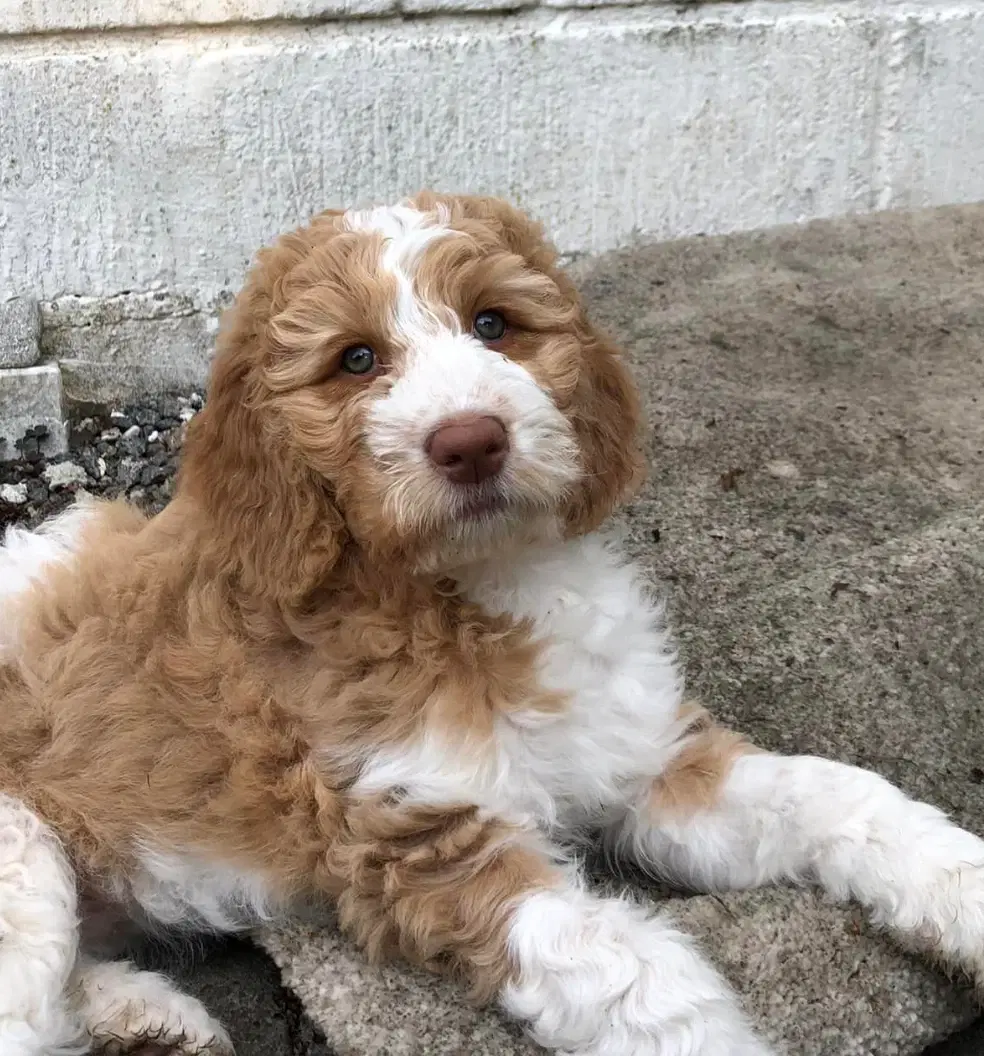 Labradoodle hvalpe Multigen