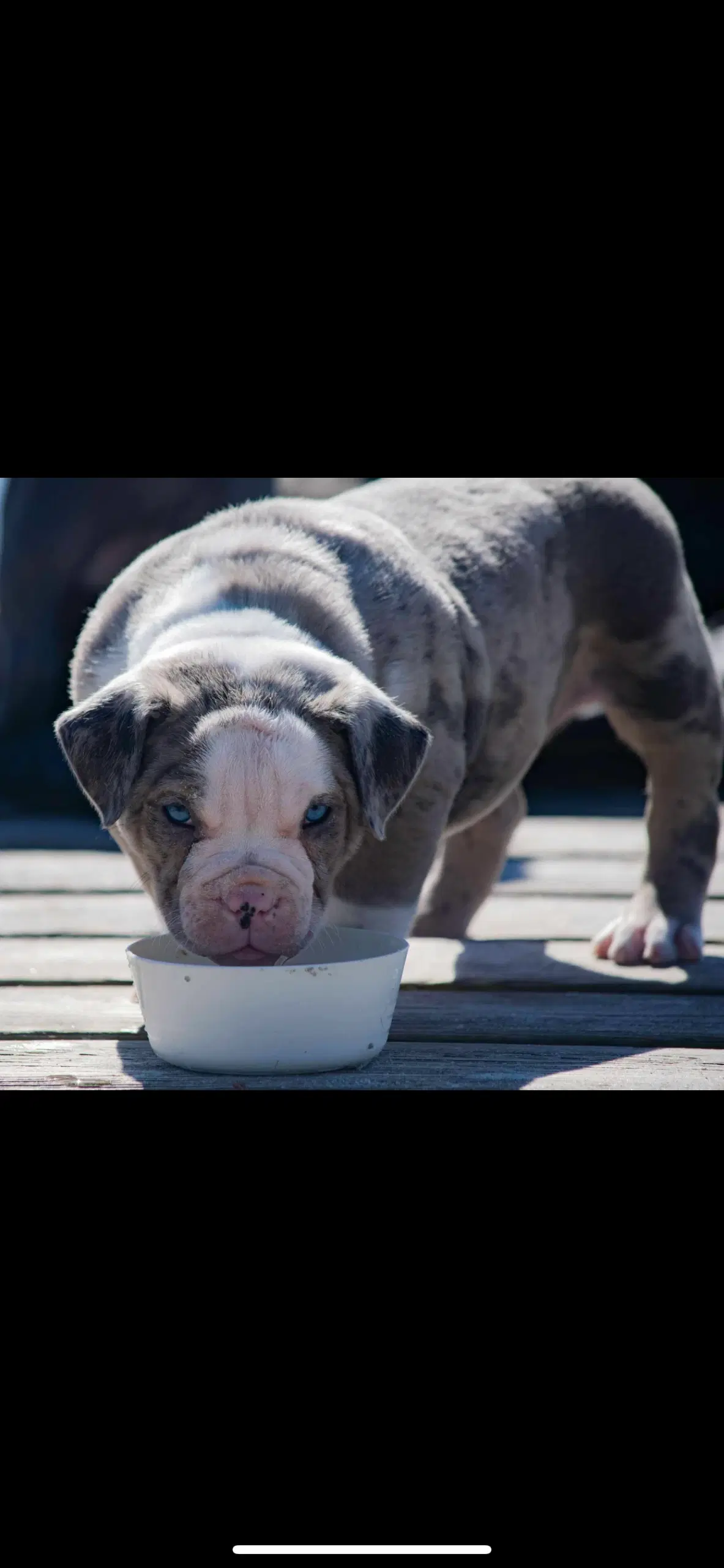 Lilac Merle American Bully Pocket ABKC hvalpe