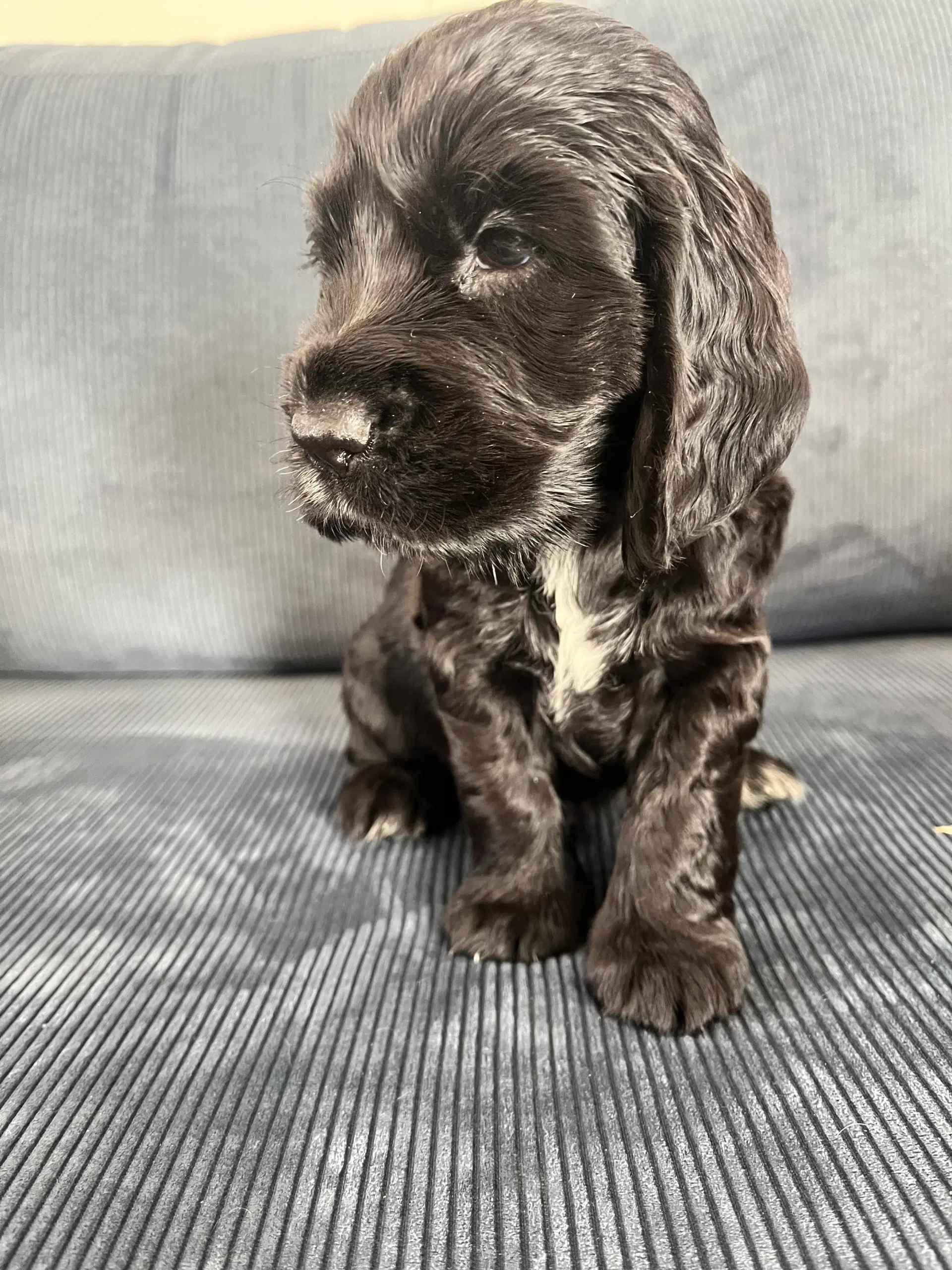 Engelsk Cocker spaniel