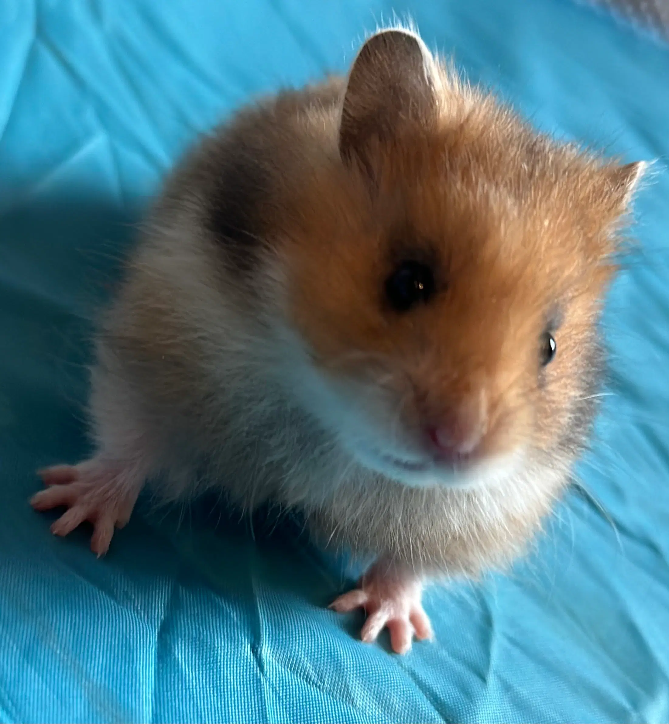 Guldhamster unger sælges