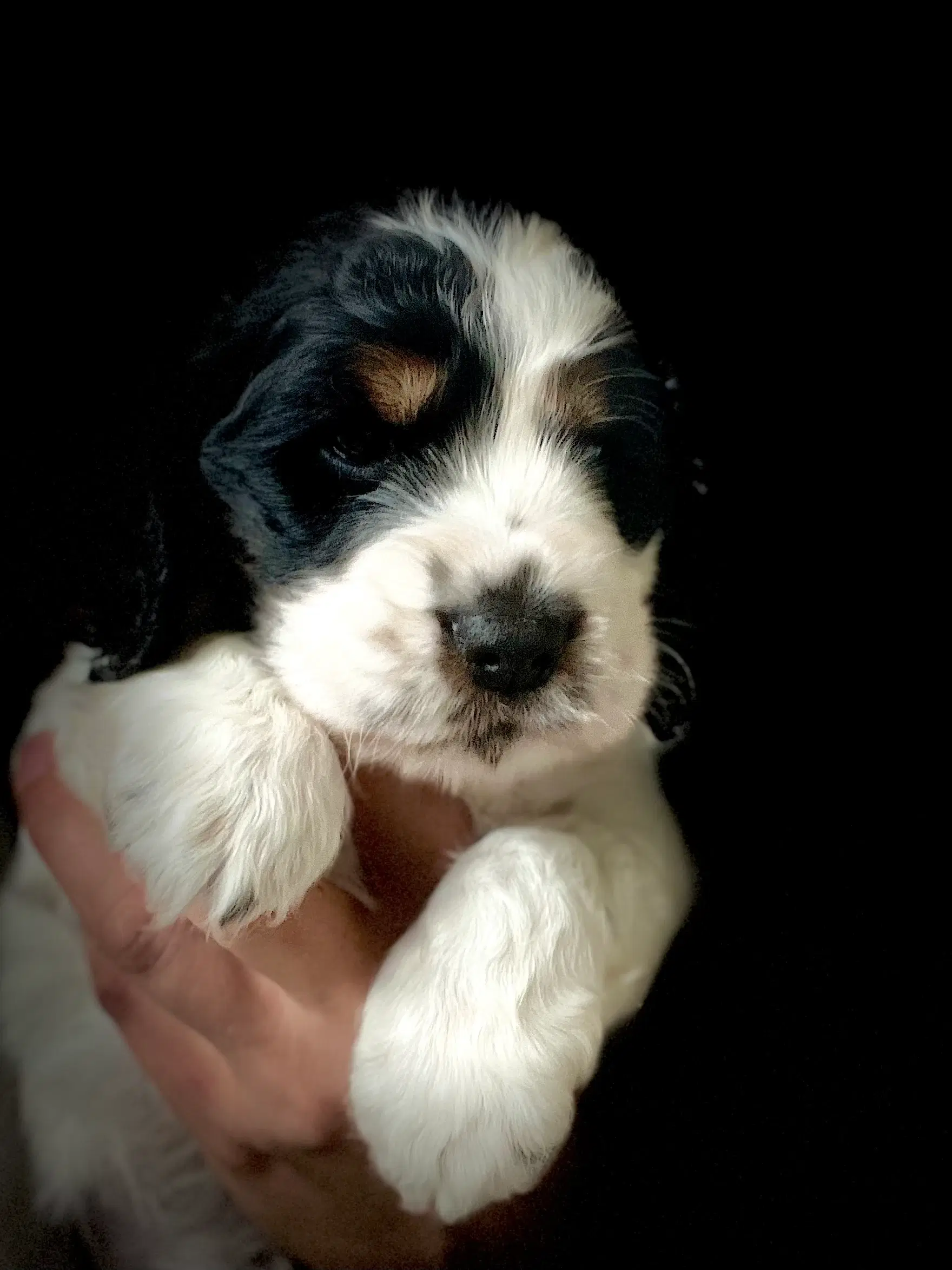 Racerene Engelsk Cocker Spaniel