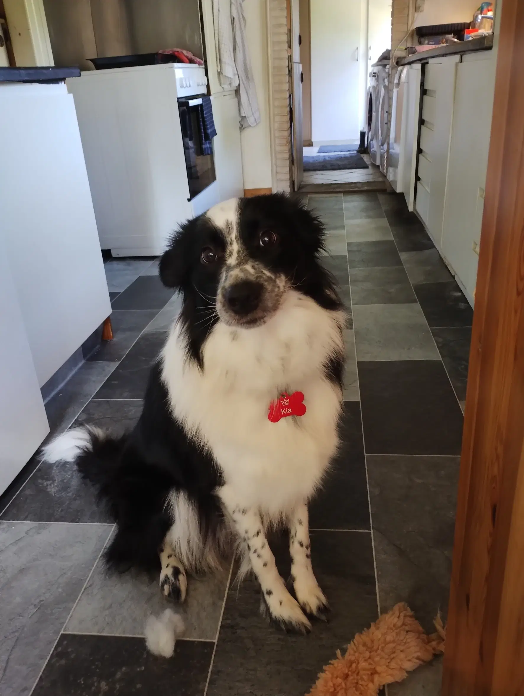 Border Collie dejlig familie hund