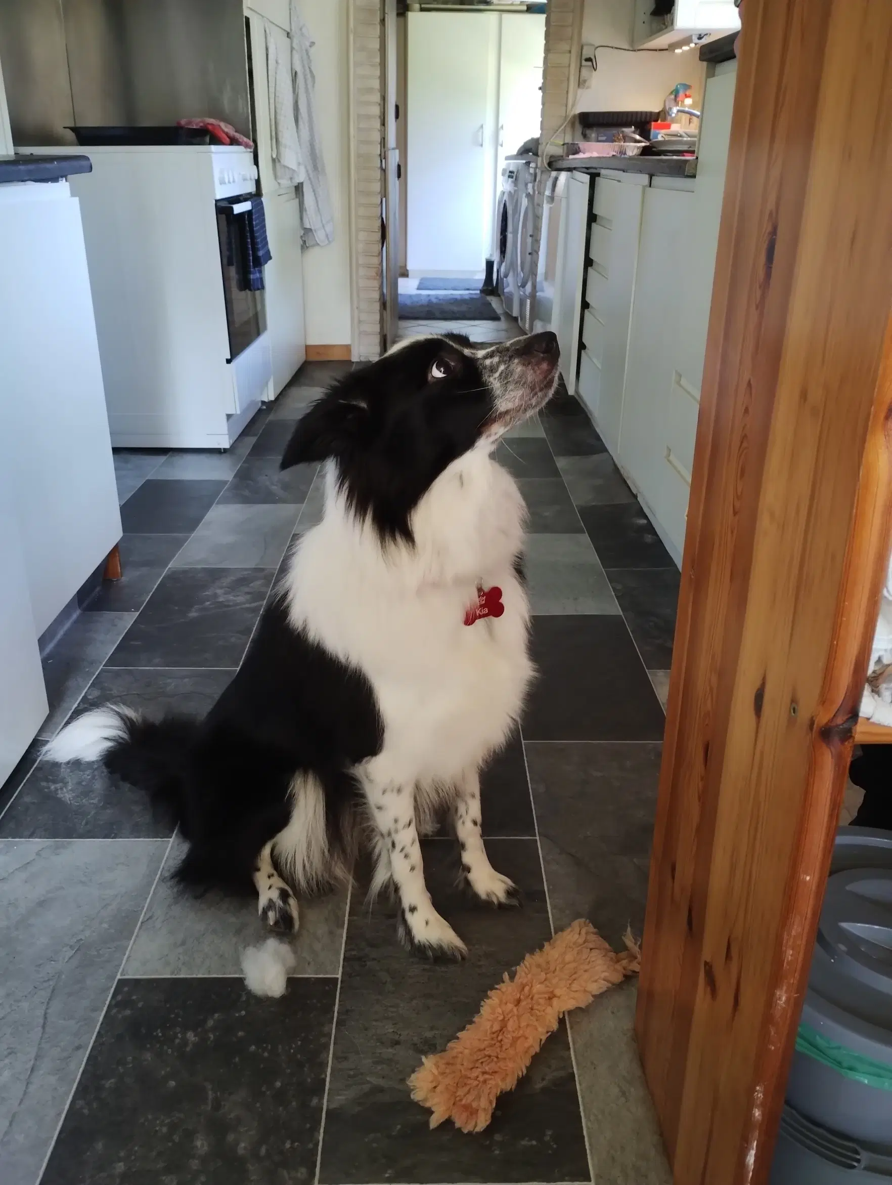 Border Collie dejlig familie hund