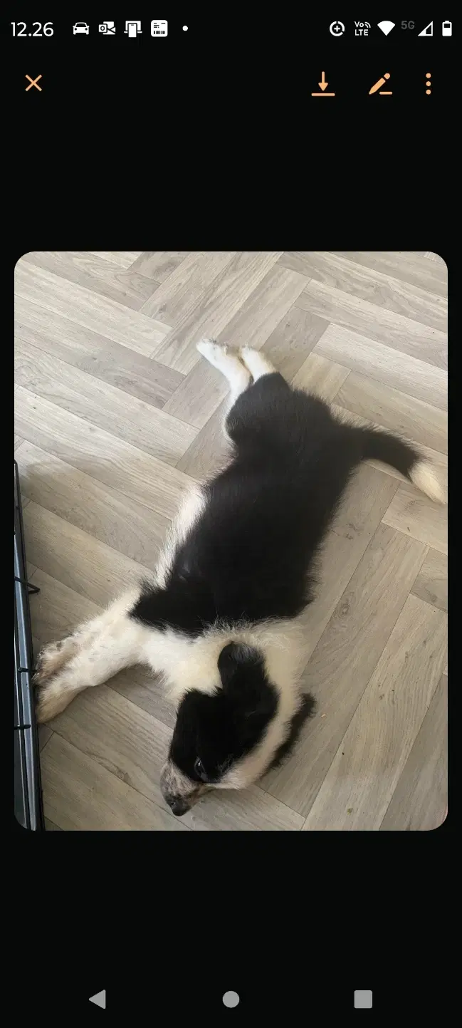 Border Collie dejlig familie hund