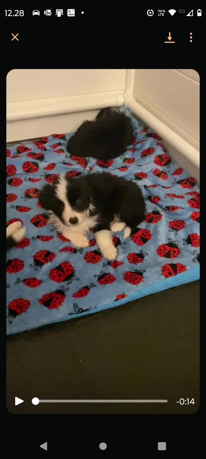 Border Collie dejlig familie hund