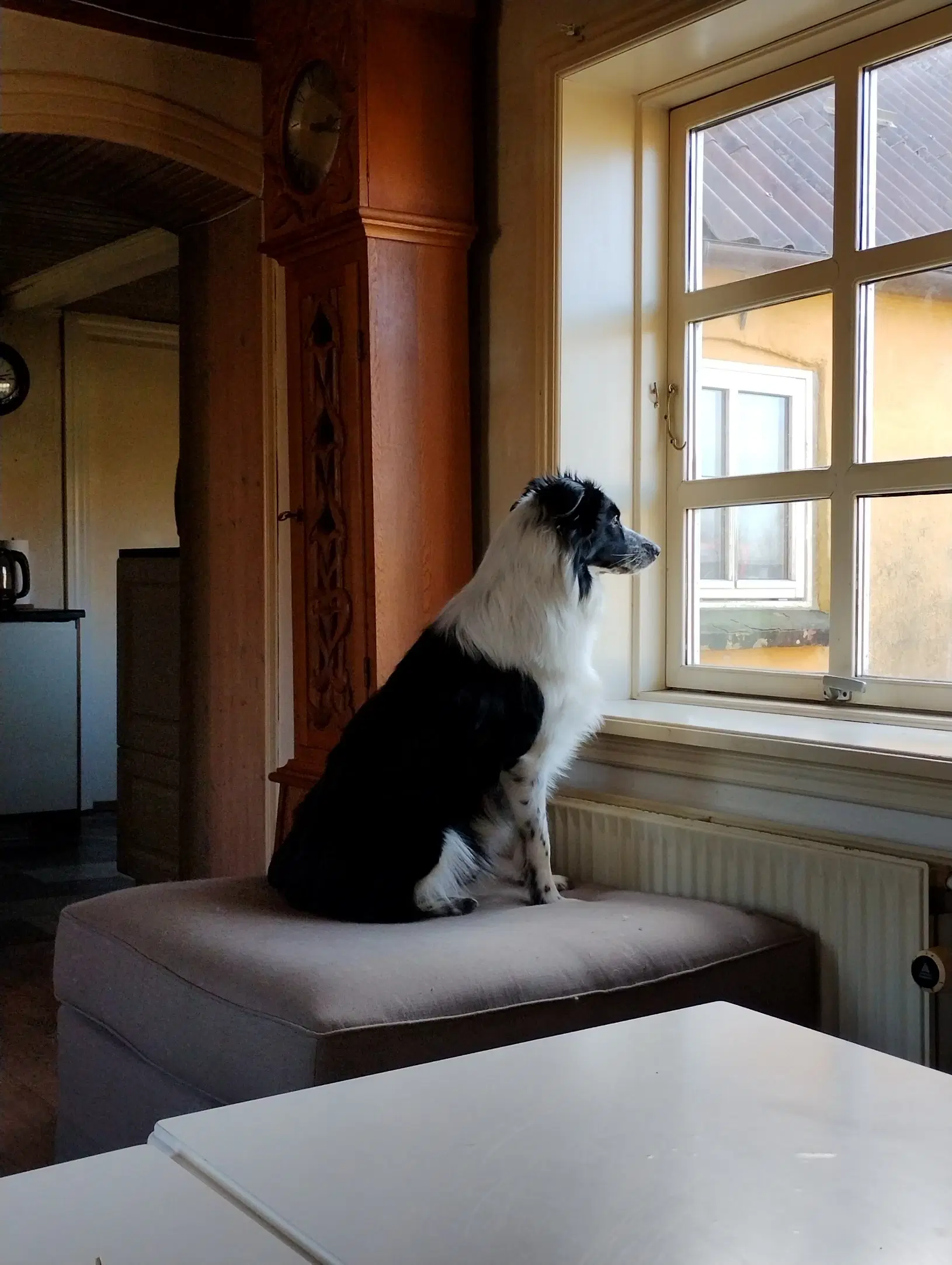 Border Collie dejlig familie hund