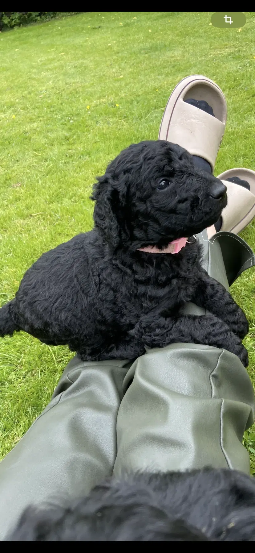 Labradoodle hvalpe