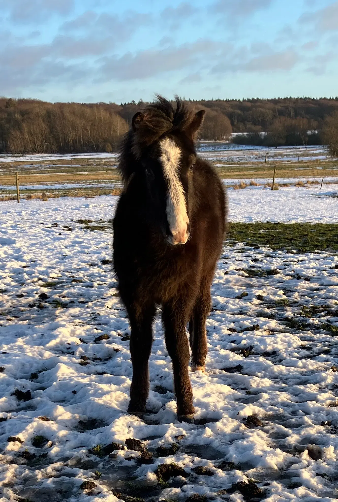 Ponyhingst 1 år