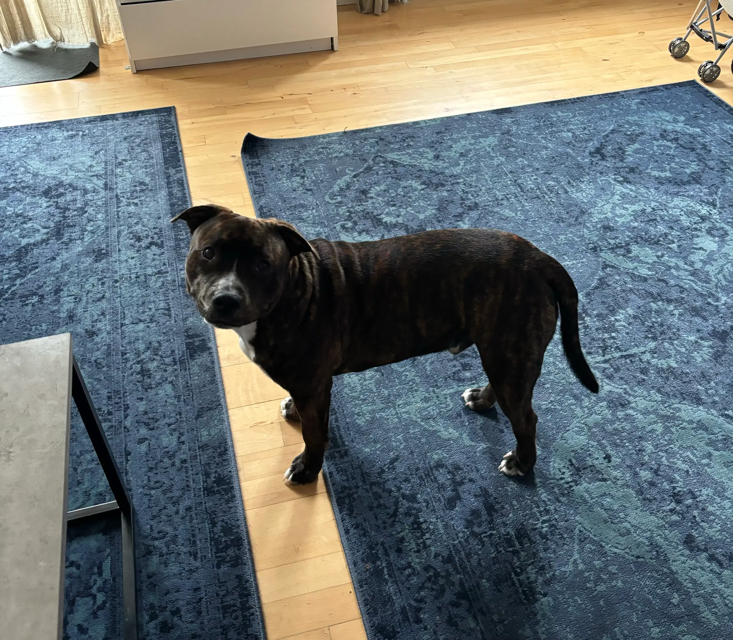 Staffordshire bullterrier 9 mdr sælges