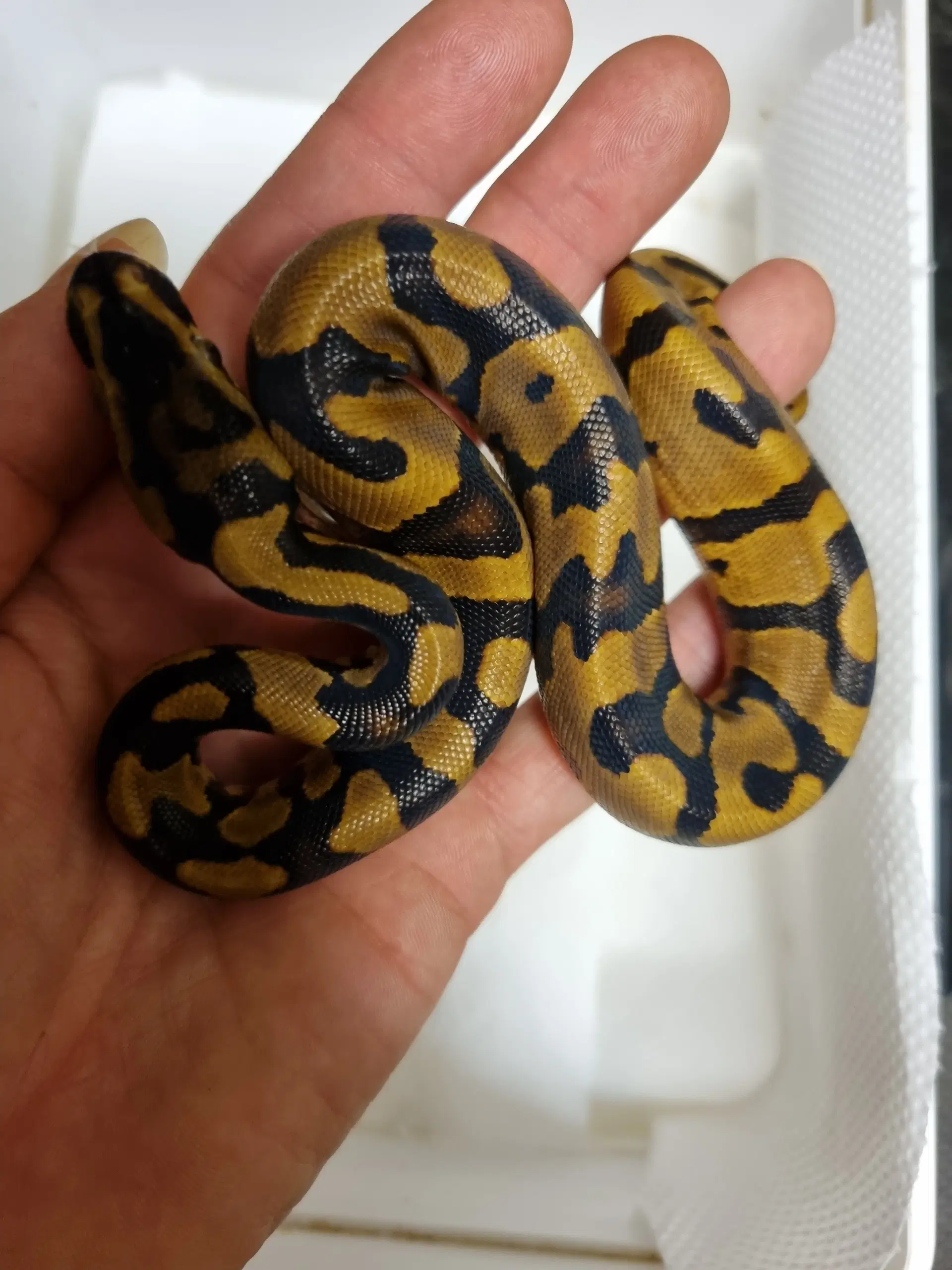 Dirty Snakes Kongepythons