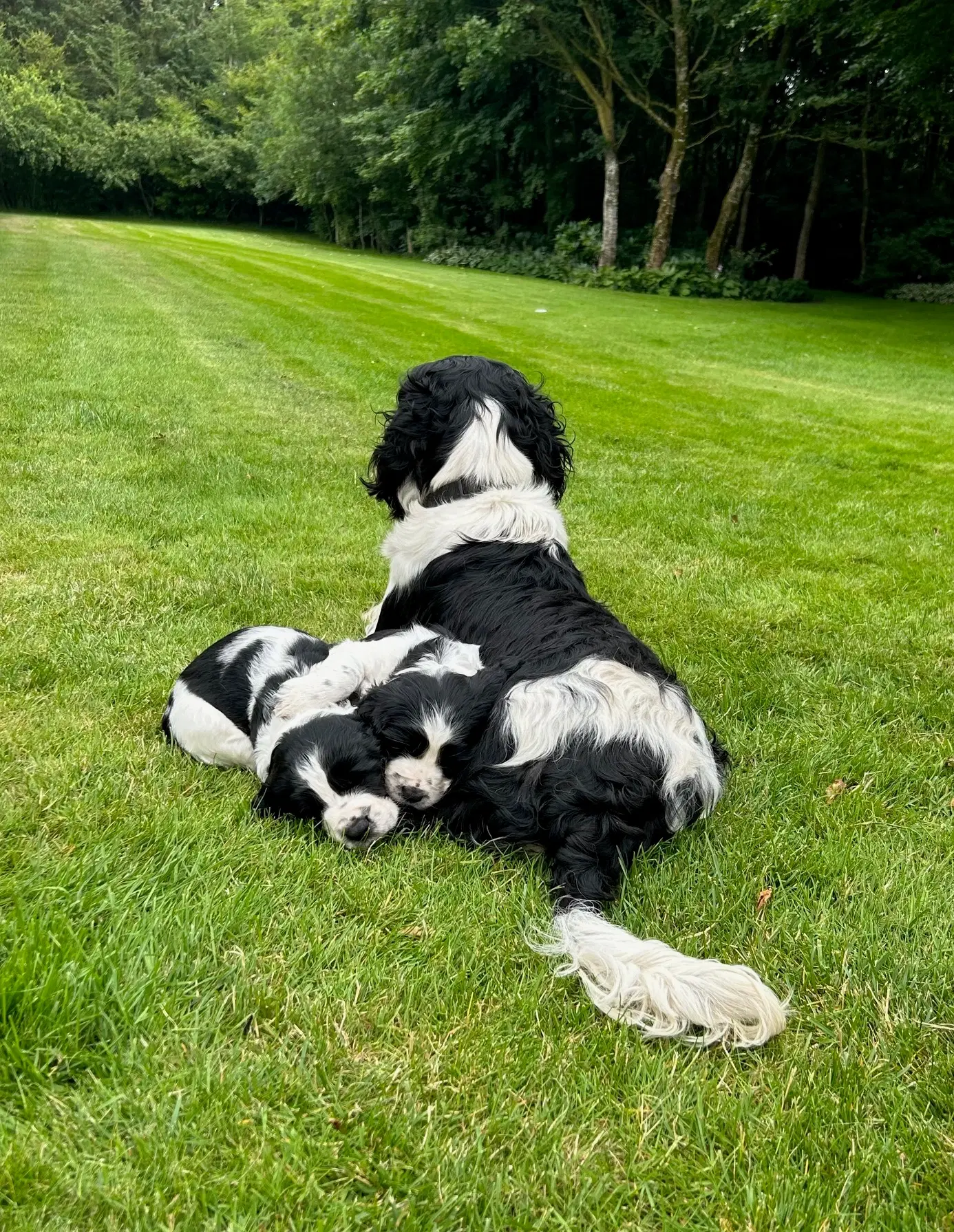 Engelsk springer spaniel