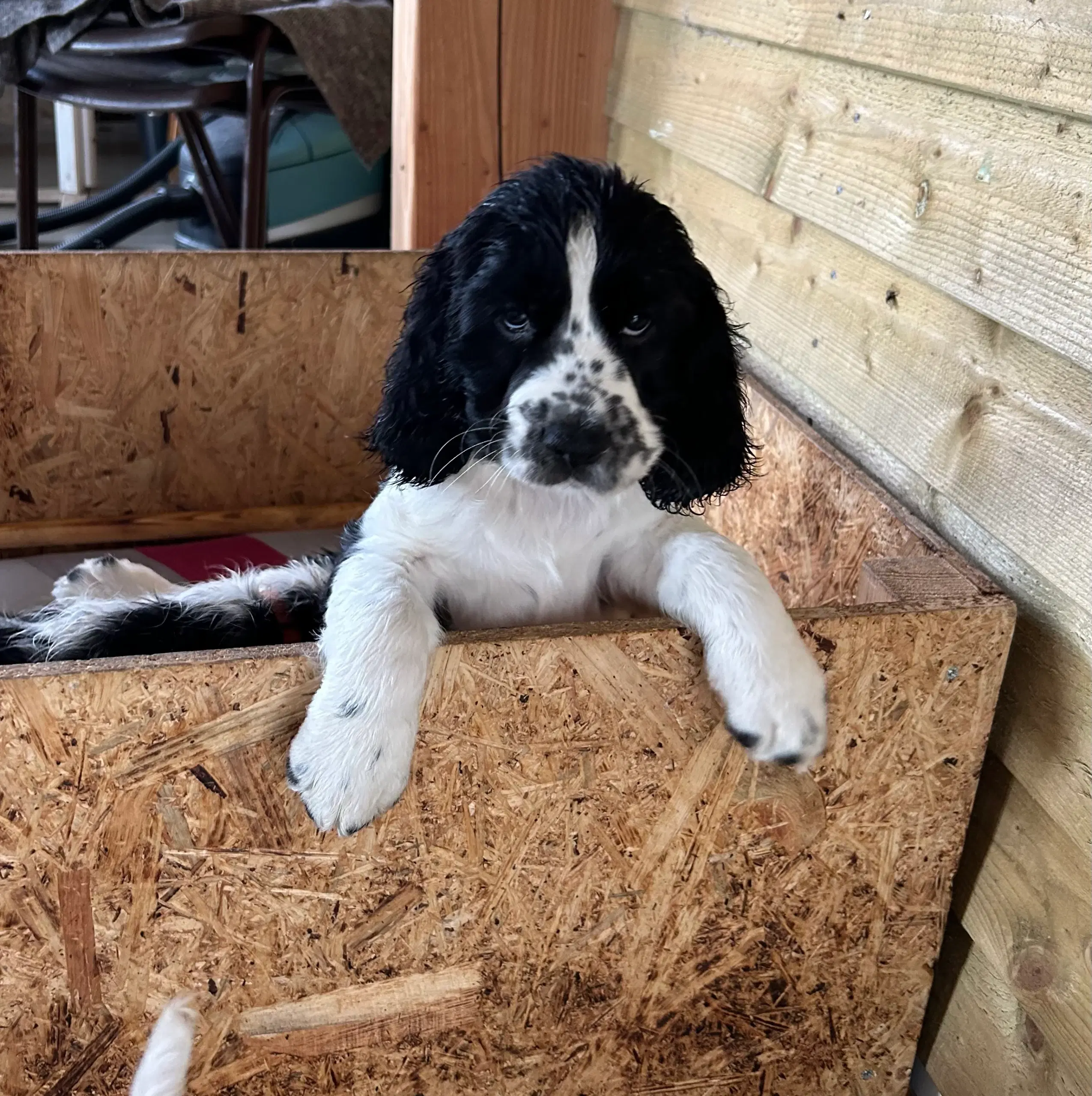 Engelsk springer spaniel