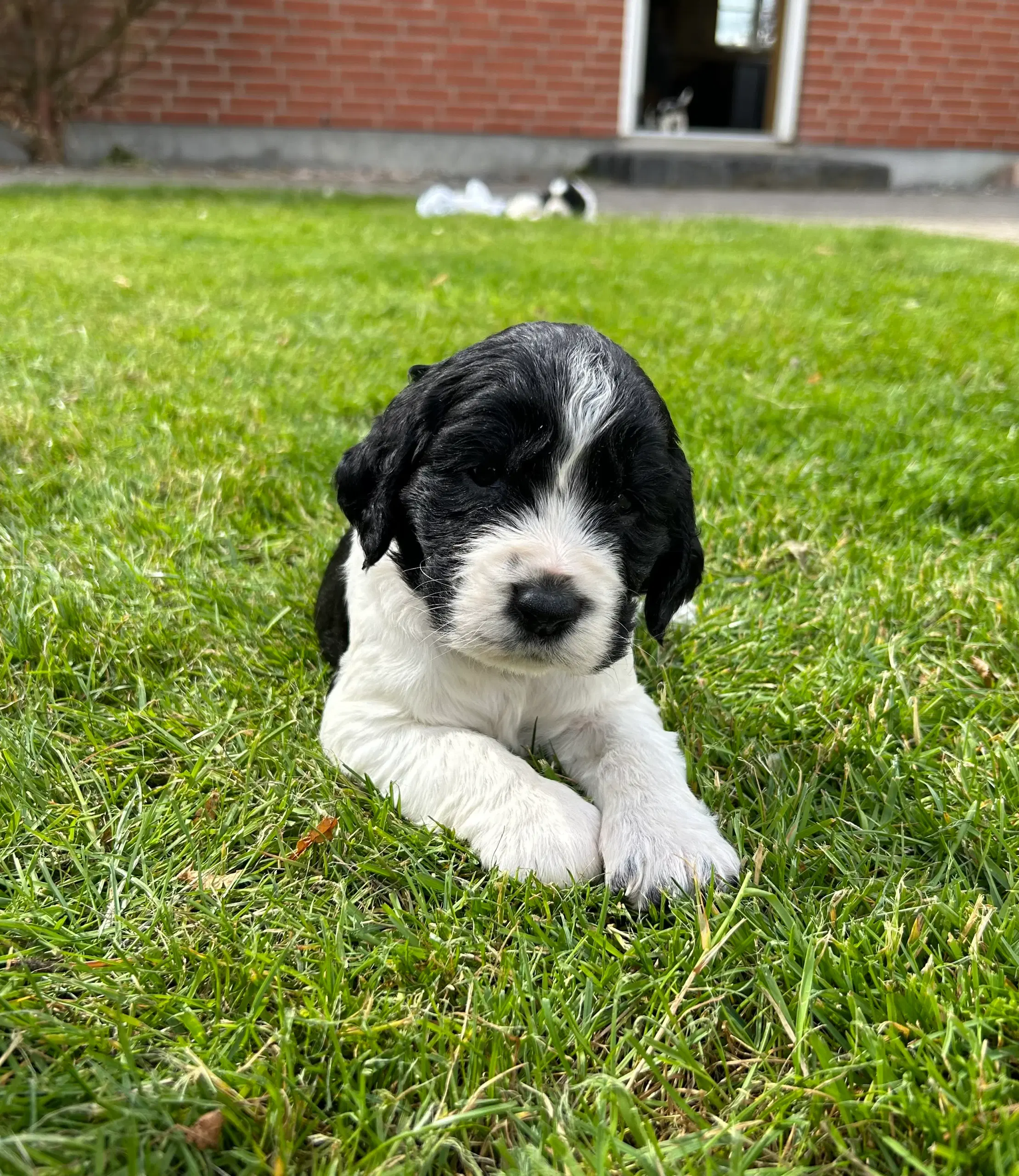 Engelsk springer spaniel