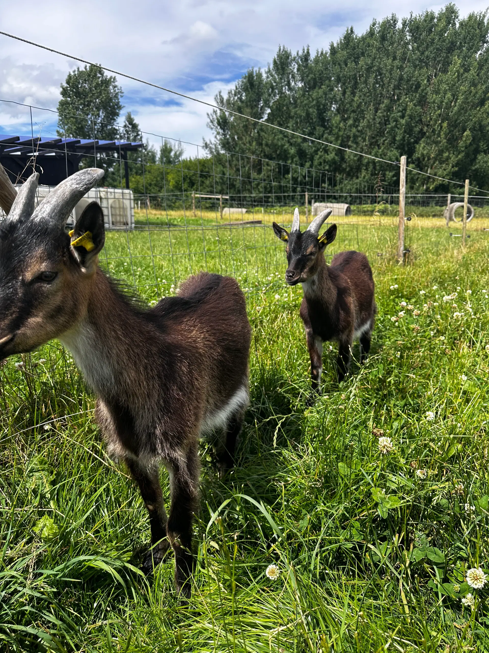 Dansk landrace buk