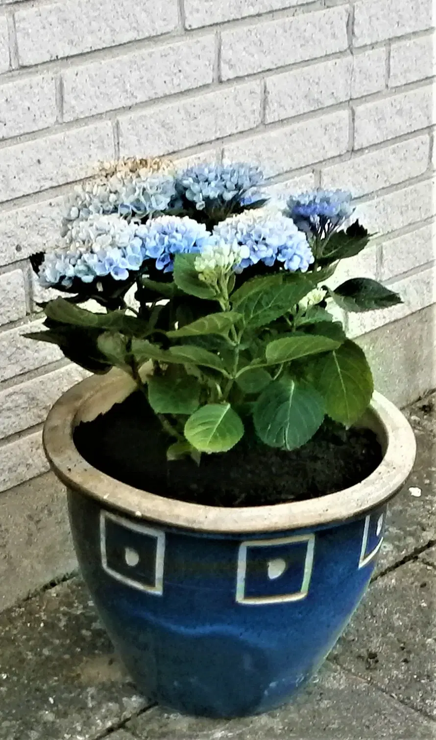 Ny Hortensia med Blå Krukke