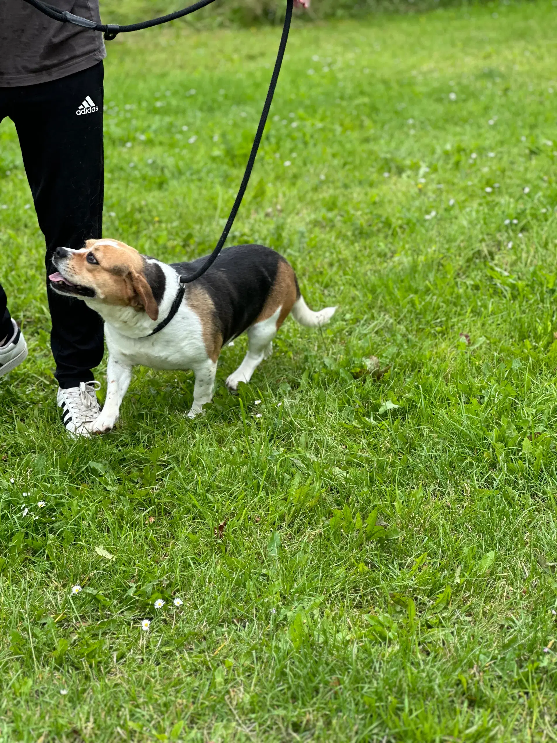 beagle fransk bulldog blanding