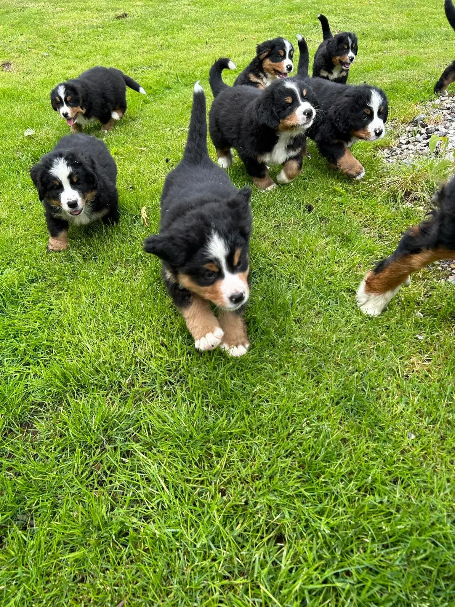 Skønne Berner Sennen hvalpe