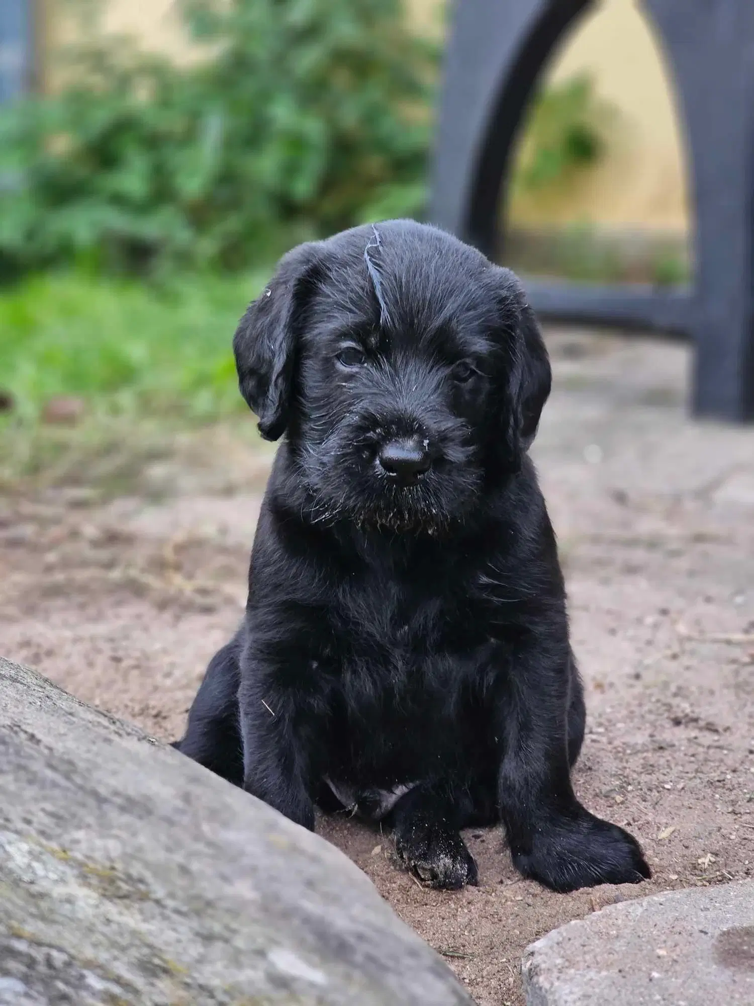 Labradoodle hvalpe