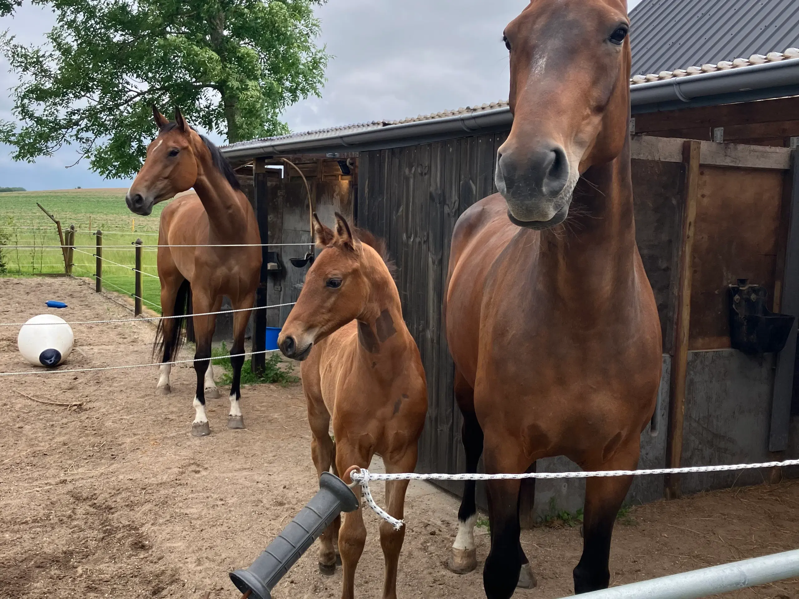 Sødeste konehest/ ridehest