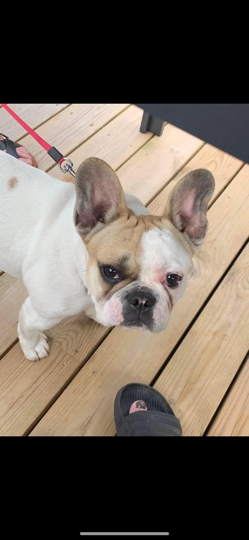 Fransk bulldog fra september 2023