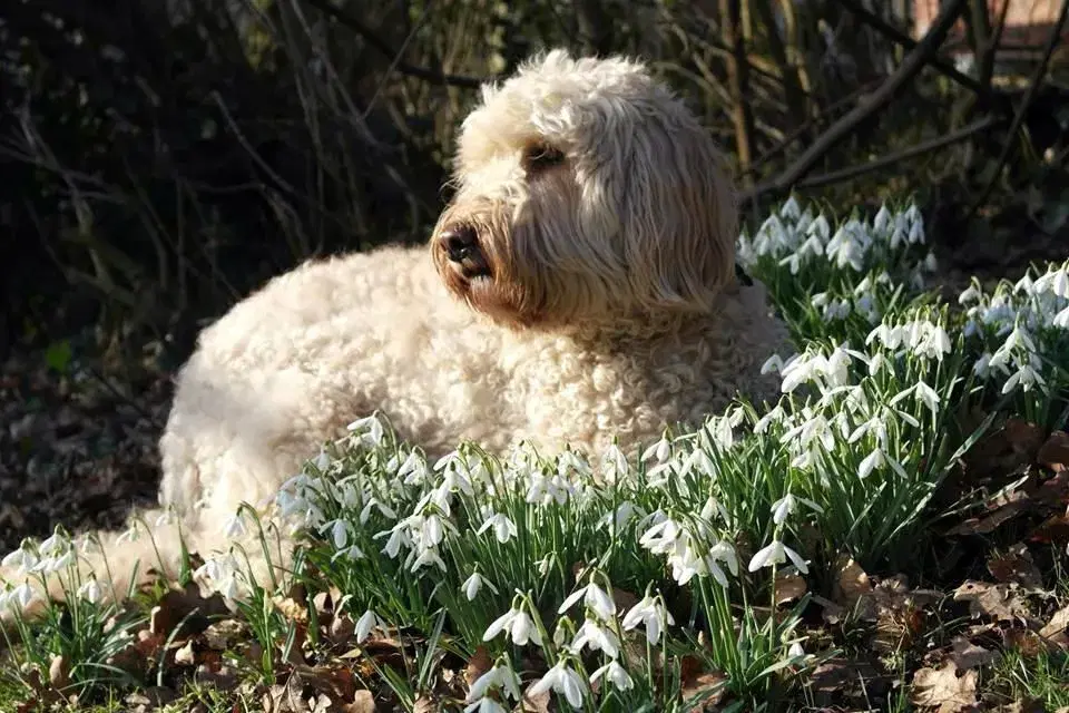 Goldendoodle og andre doodler