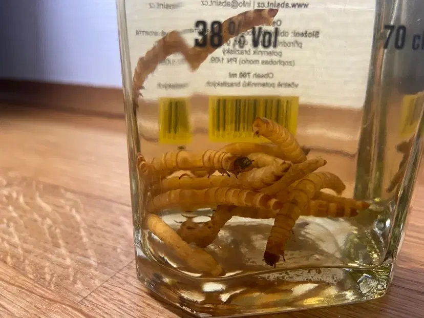 Cervovice worm spiritus tequila flavor