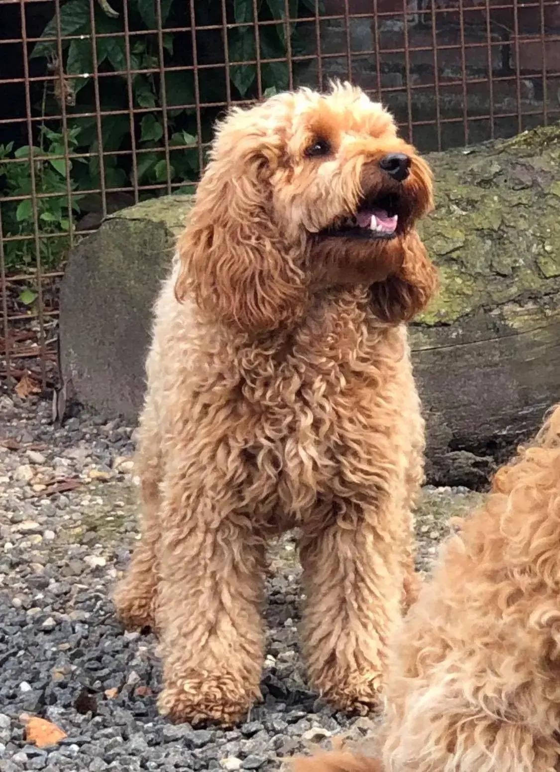 Goldendoodle og andre doodler