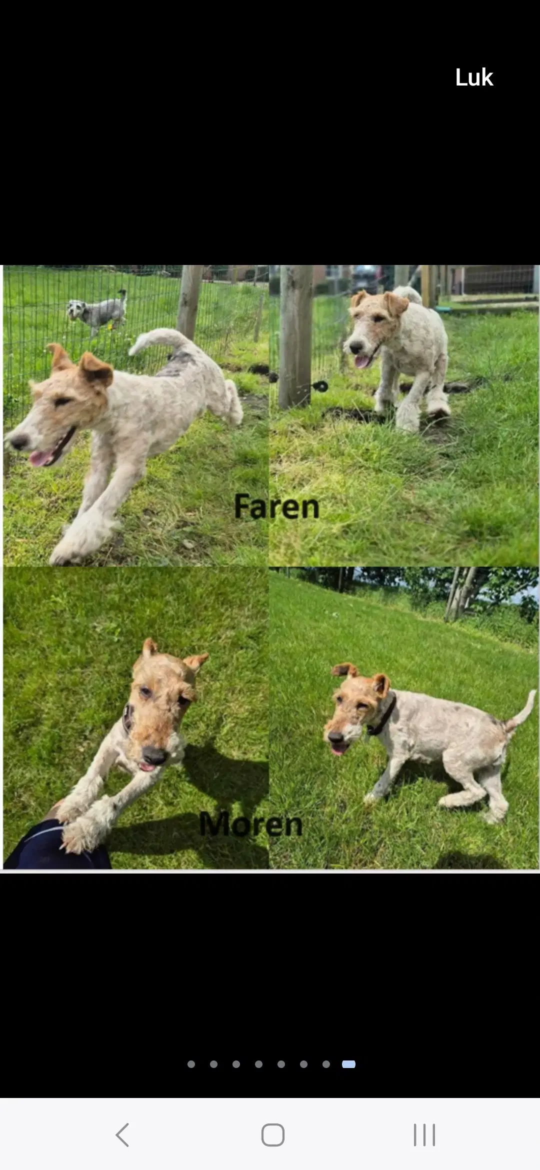 Foxterrier hvalpe 8 uger